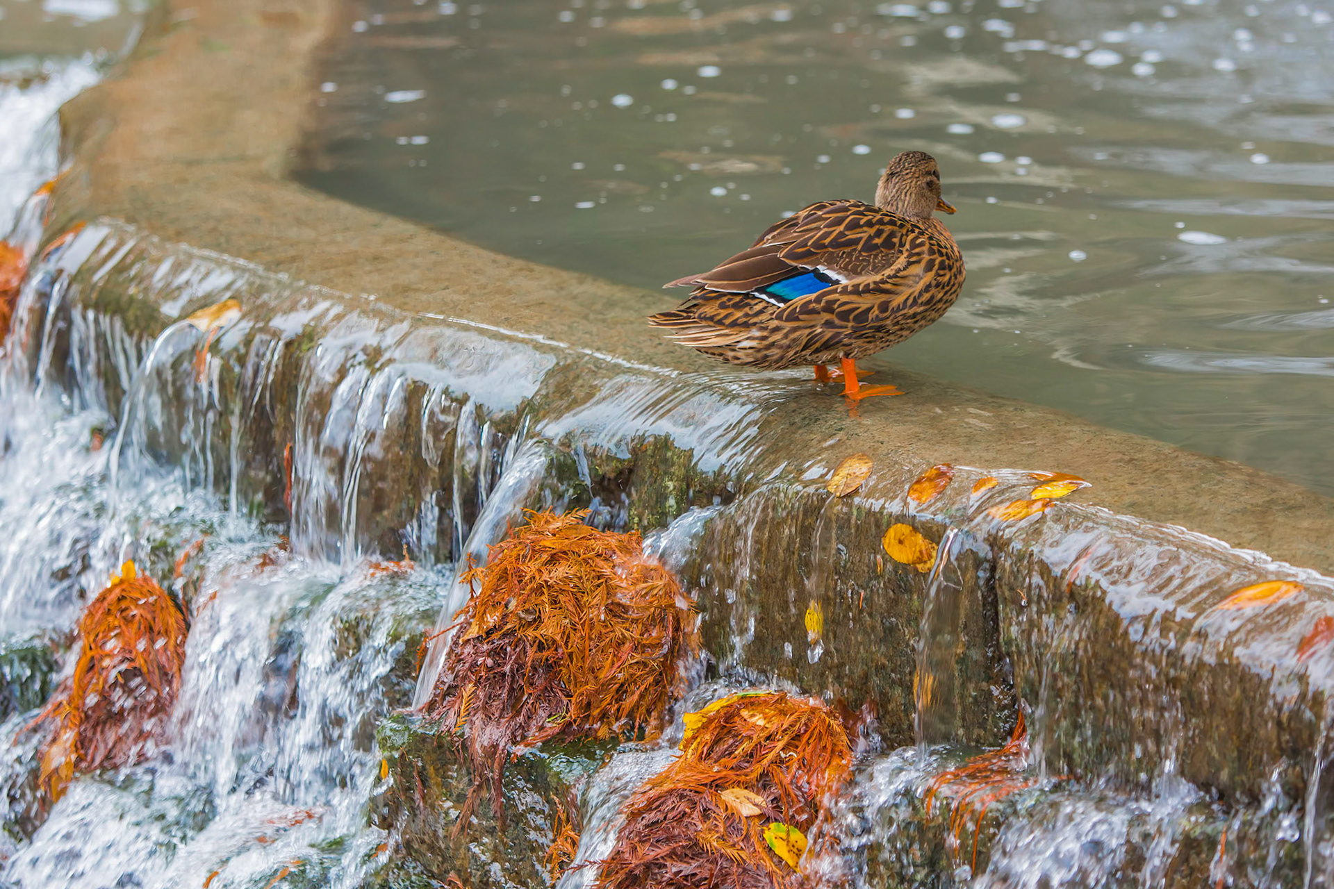 San Antonio Riverwalk