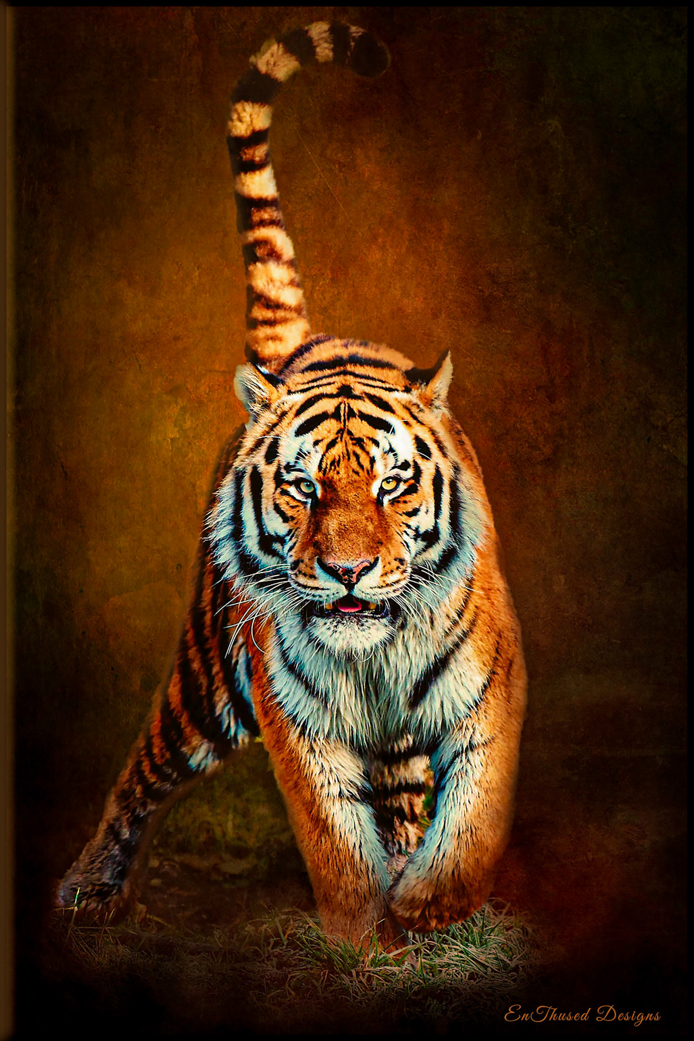 Tiger Coming Atcha