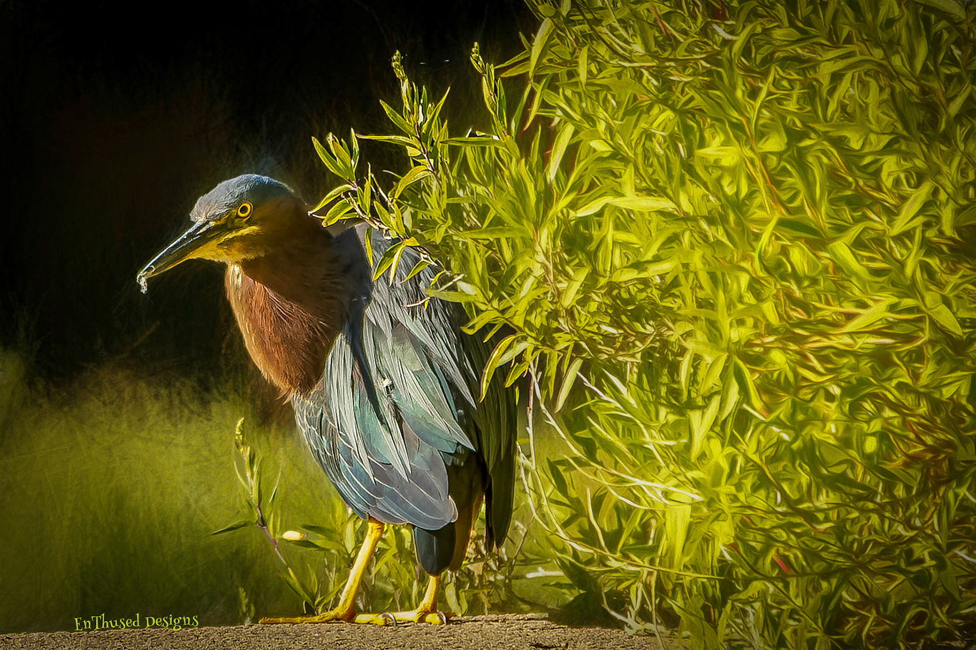 Bird in Hiding