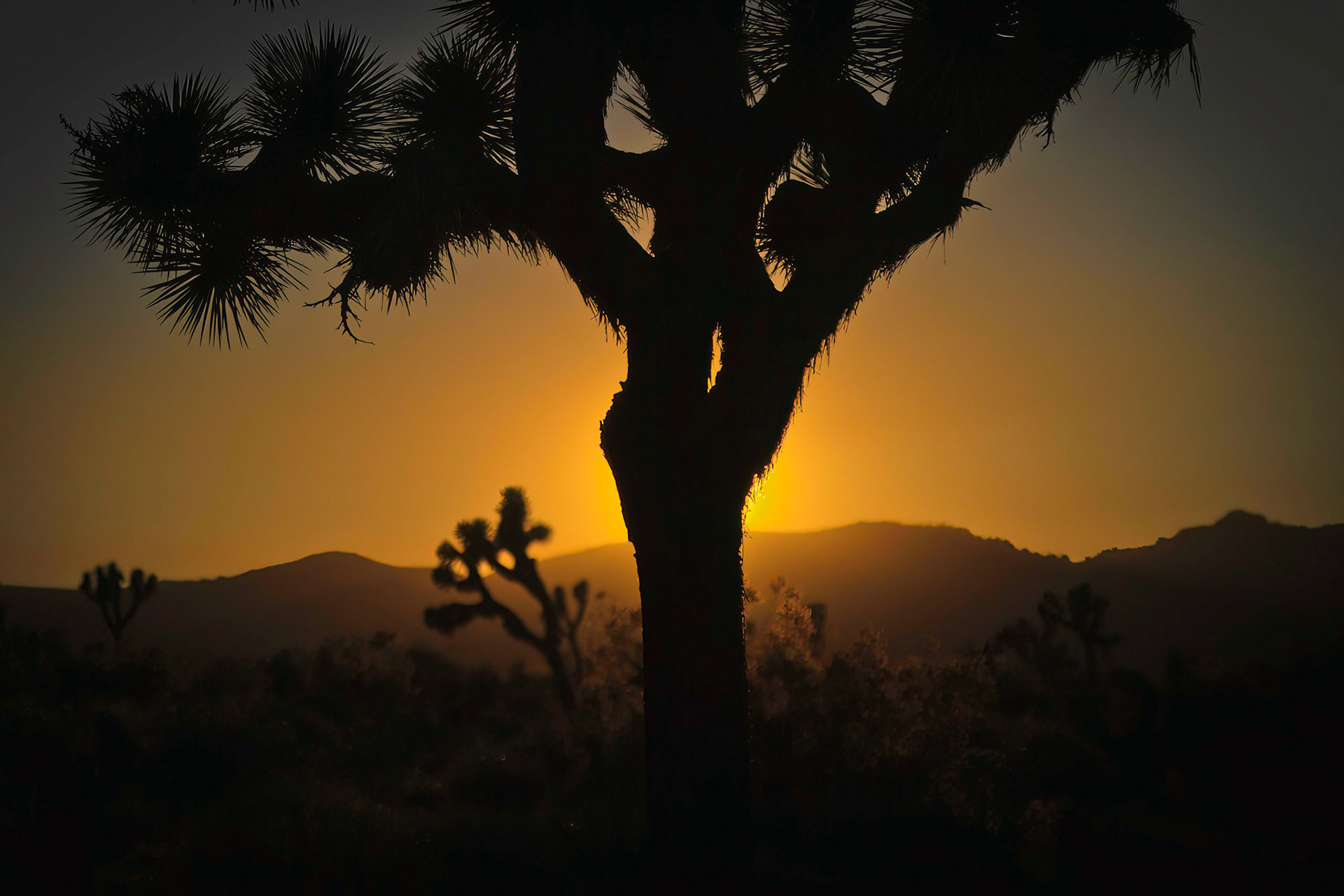 Joshua Tree National Park, California