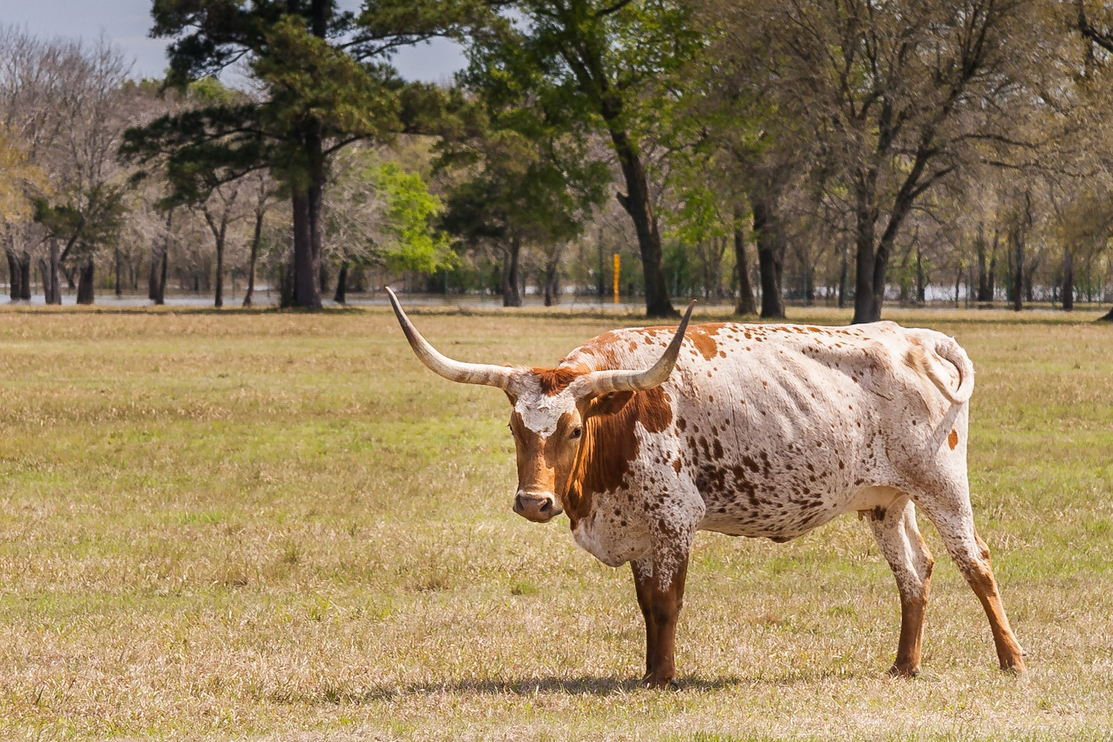 Bevo