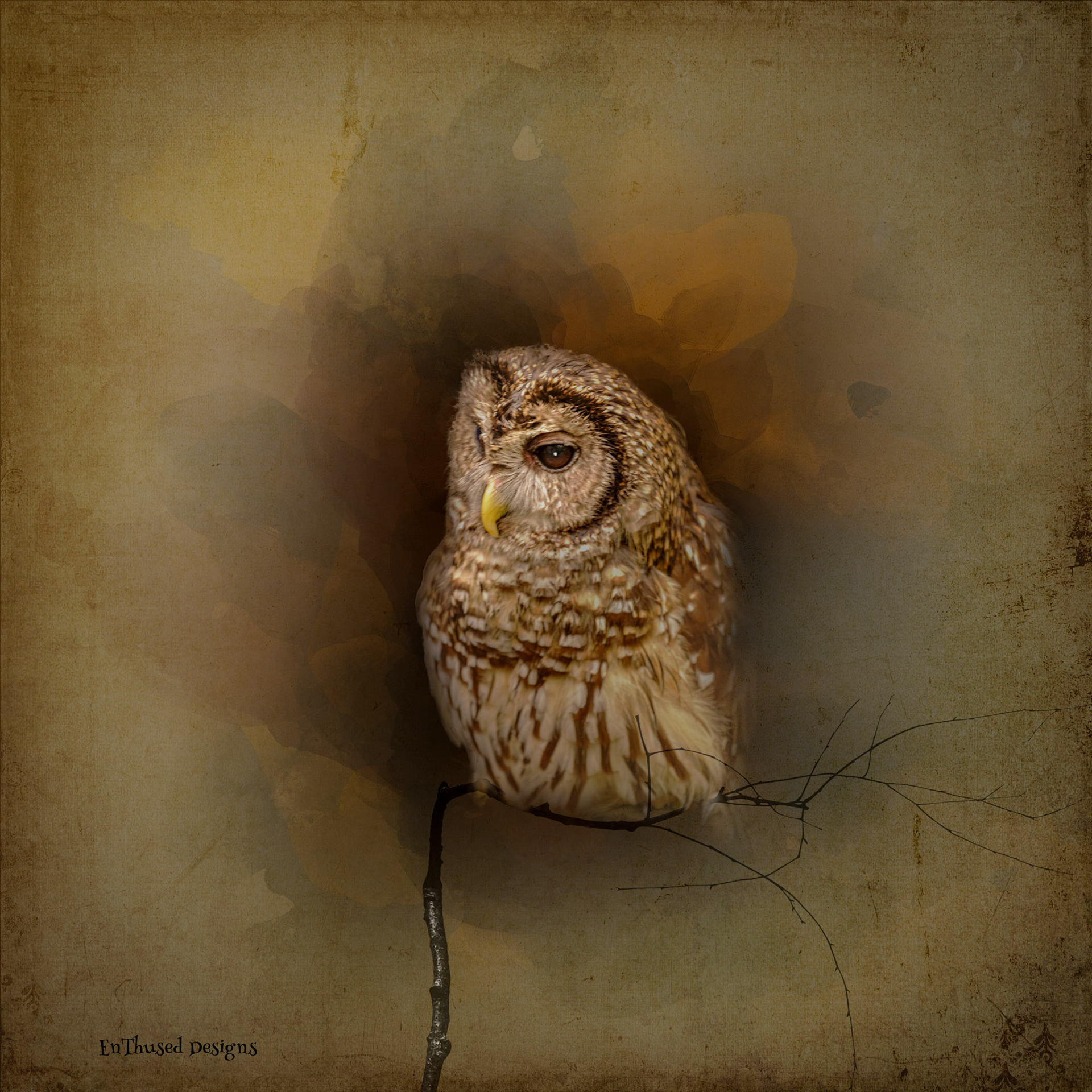 Brown Owl