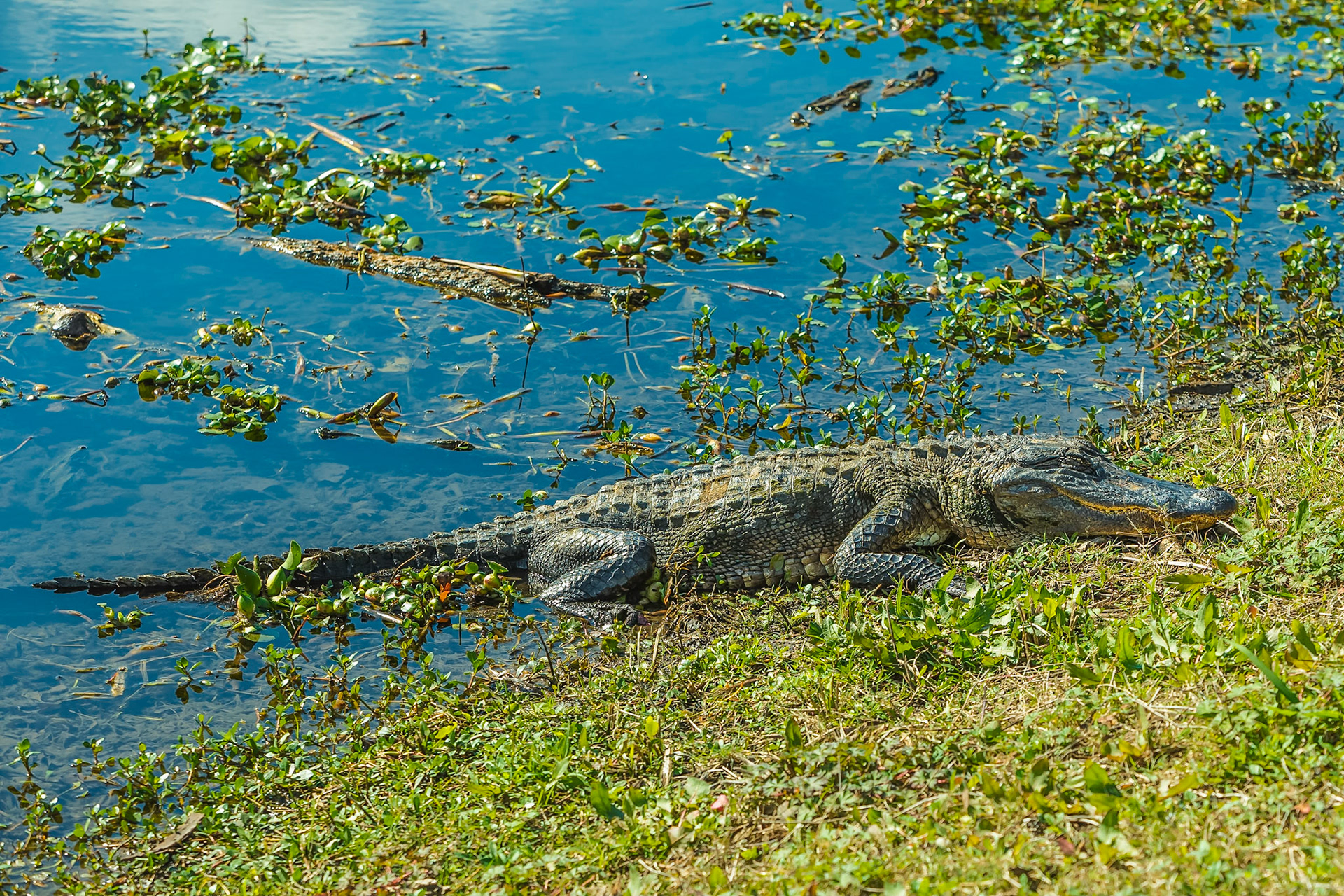 Brazos Bend State Park