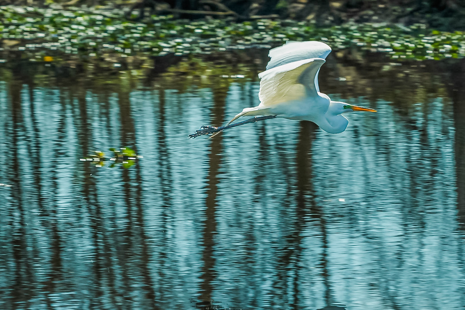 Brazos Bend State Park
