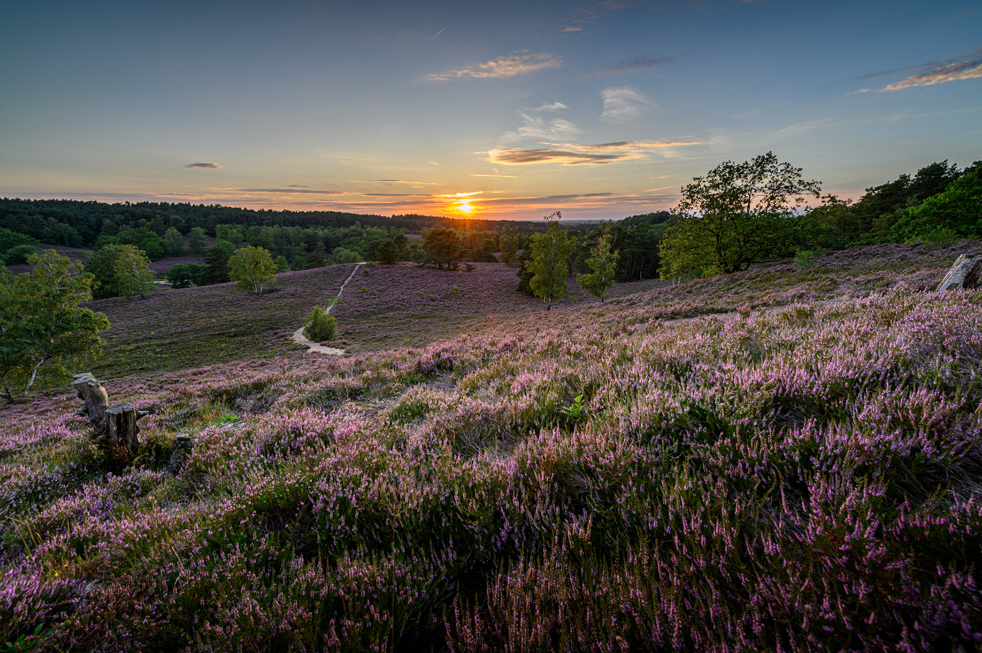 Fischbeker Heide, Hamburg, Germany