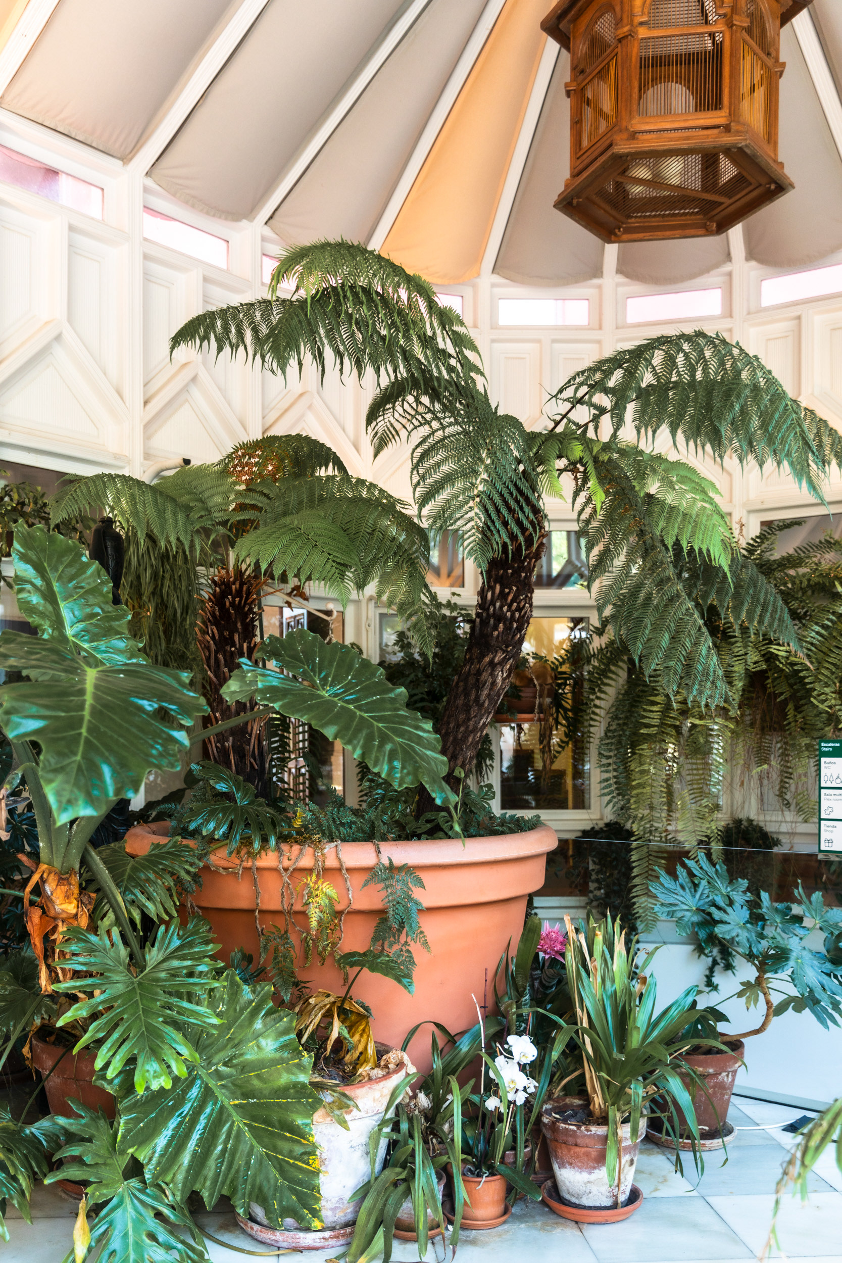 Tree ferns under the greenhouse roof. Díaz de Quijano was a keen botanist, and the glasshouse was central to the brief.