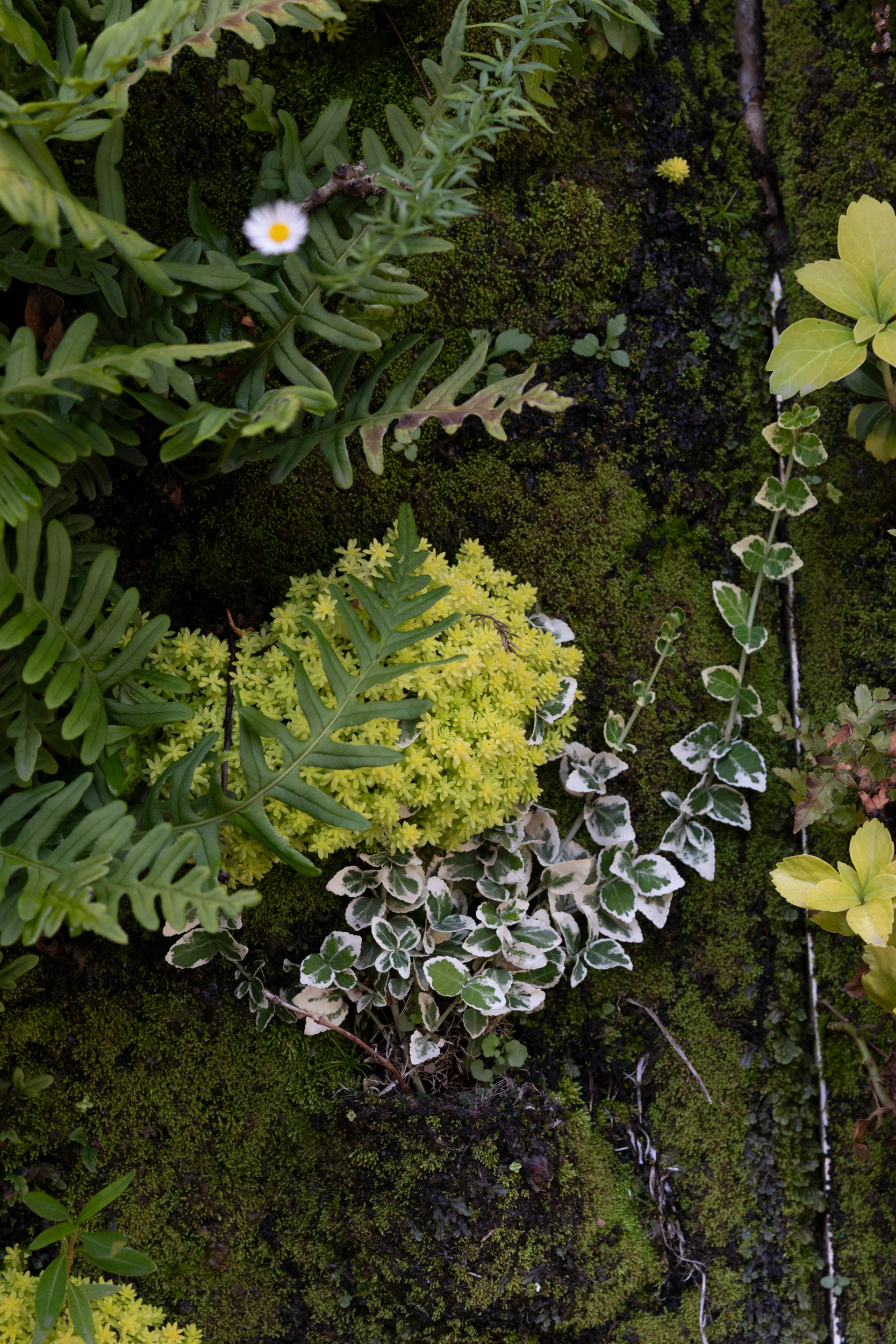 Ferns, sedums and trailing ivy among the vertical garden's plant selection.