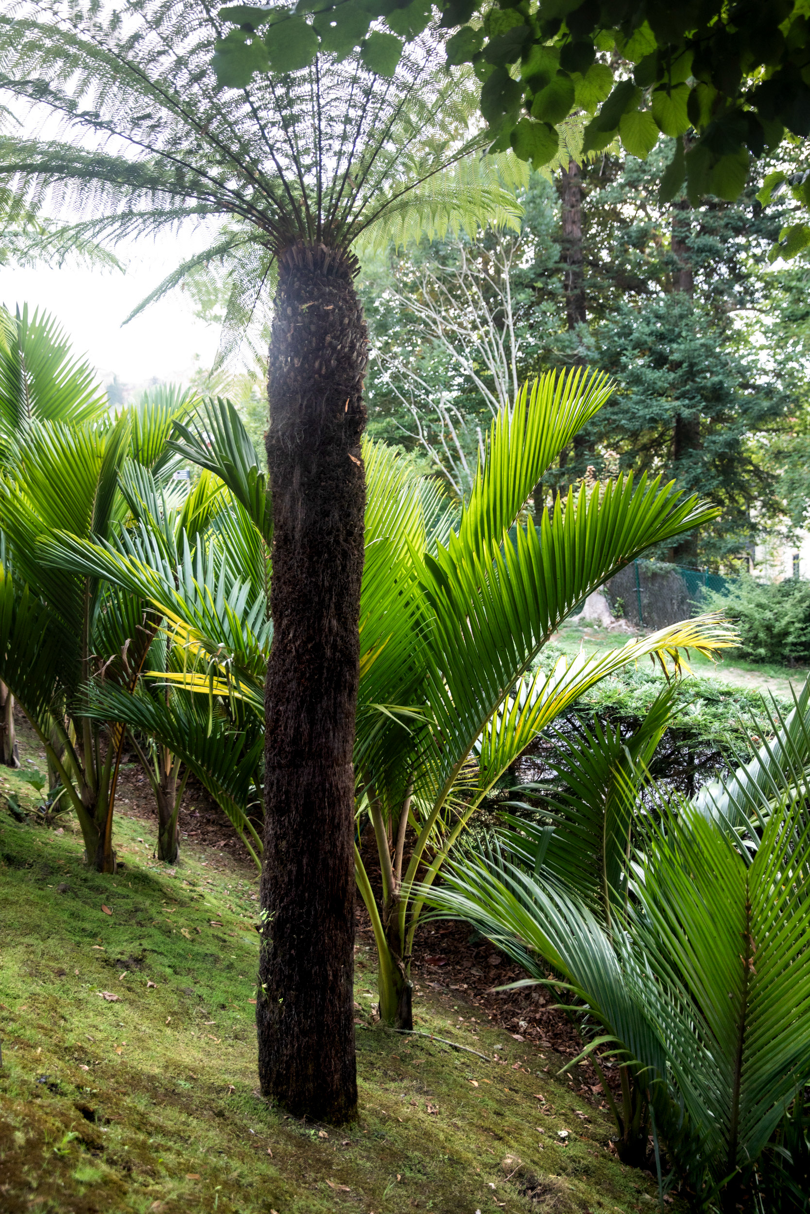 Soft tree fern (Dicksonia antarctica) in the lower garden. The mild, wet Atlantic climate of the Cantabrian coast lets tree ferns and palms stand outdoors all year.