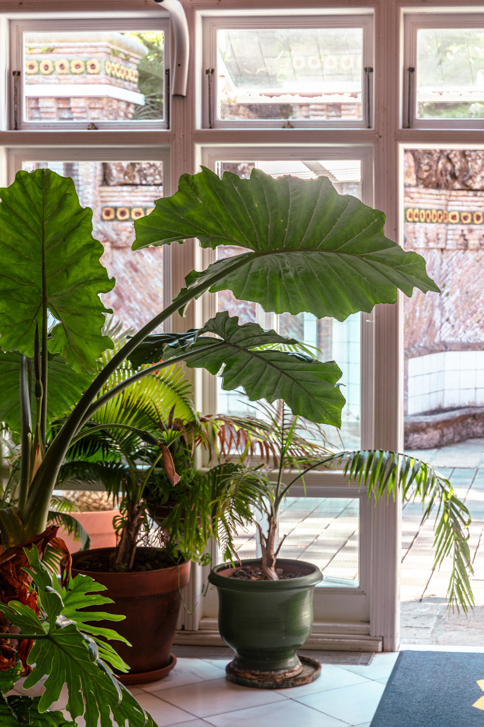 Foliage against the greenhouse glazing, the tiled brick facade beyond.