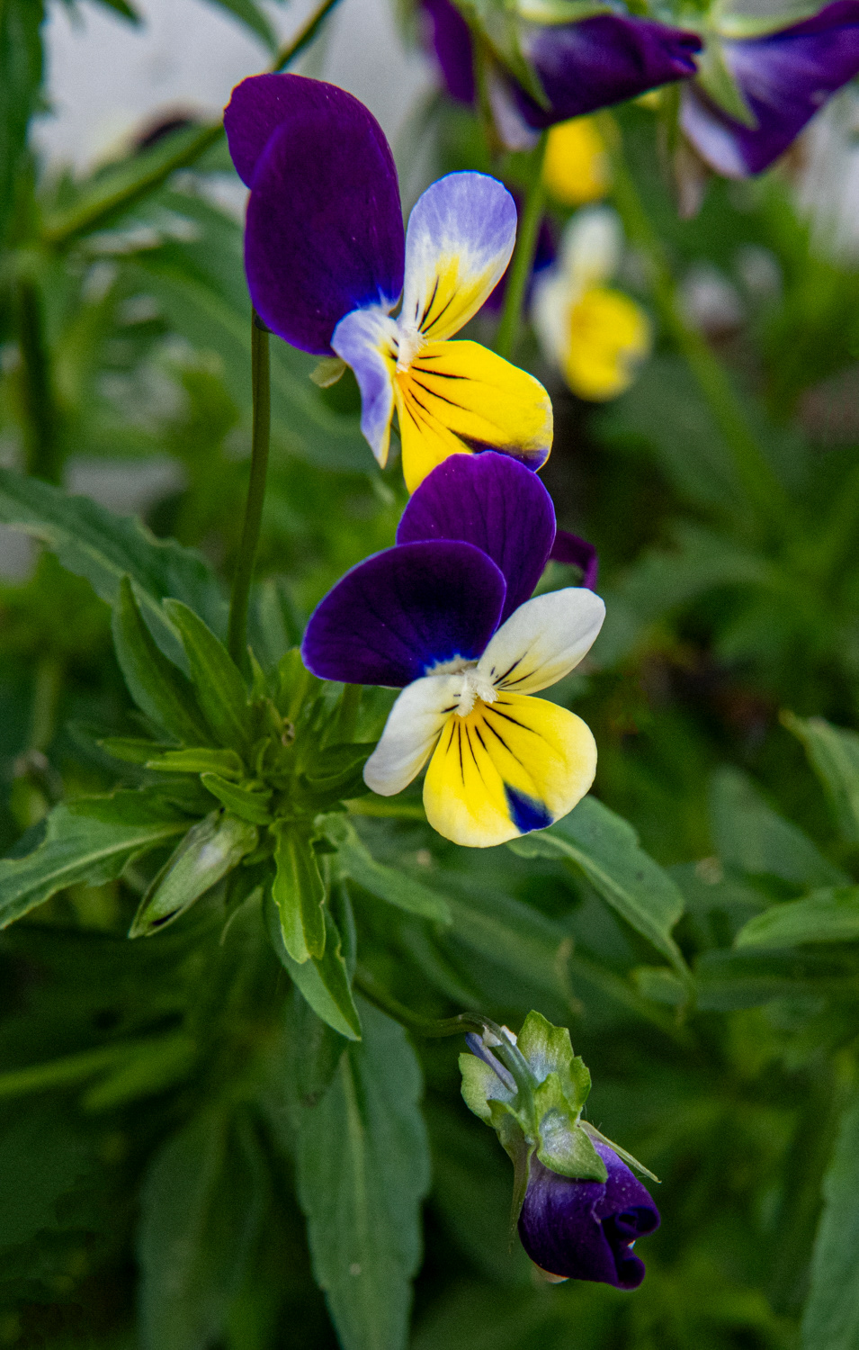 Fairview, Pennsylvania