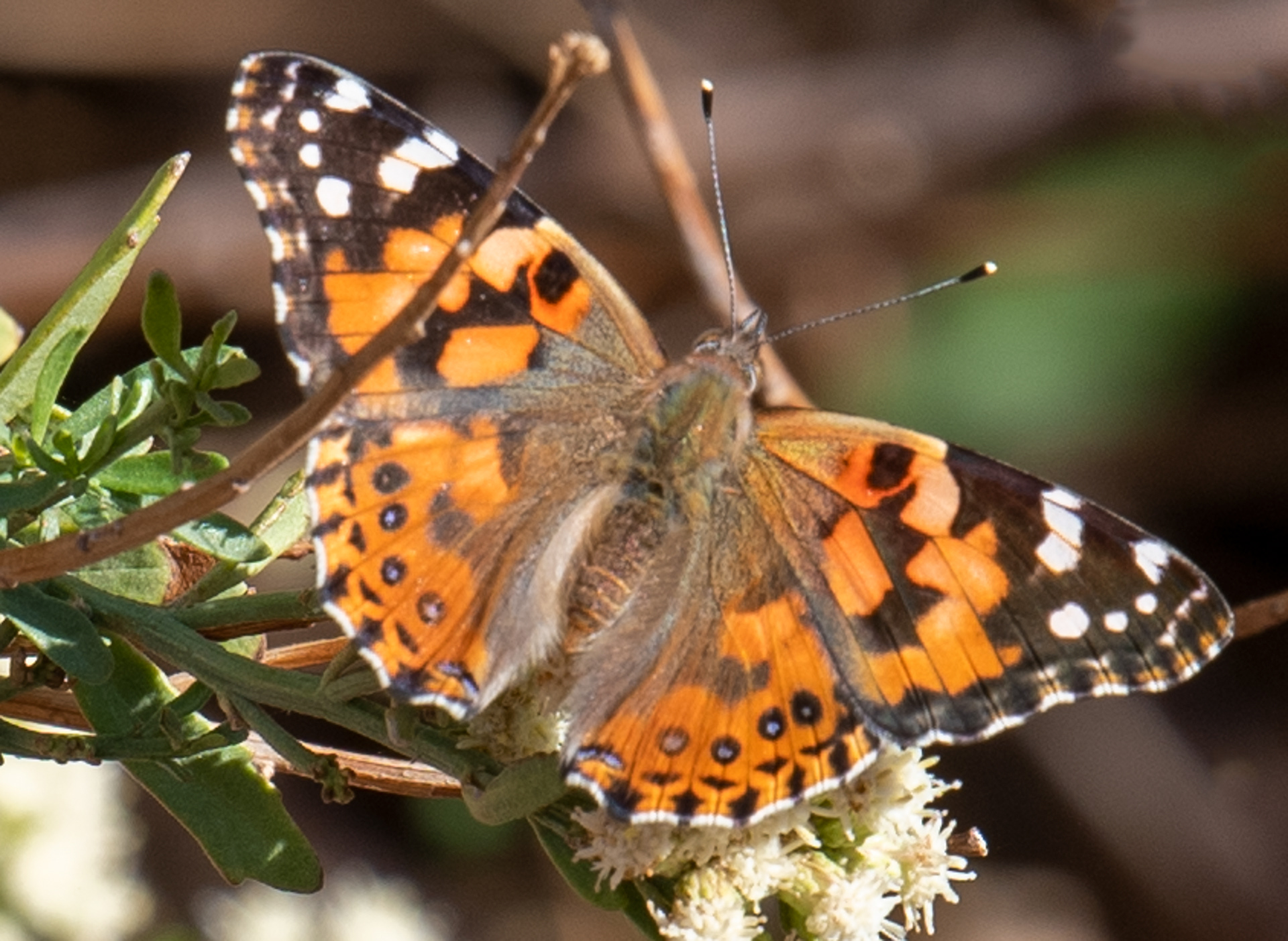 Bird Watching Preserve in Las Vegas, Nevada