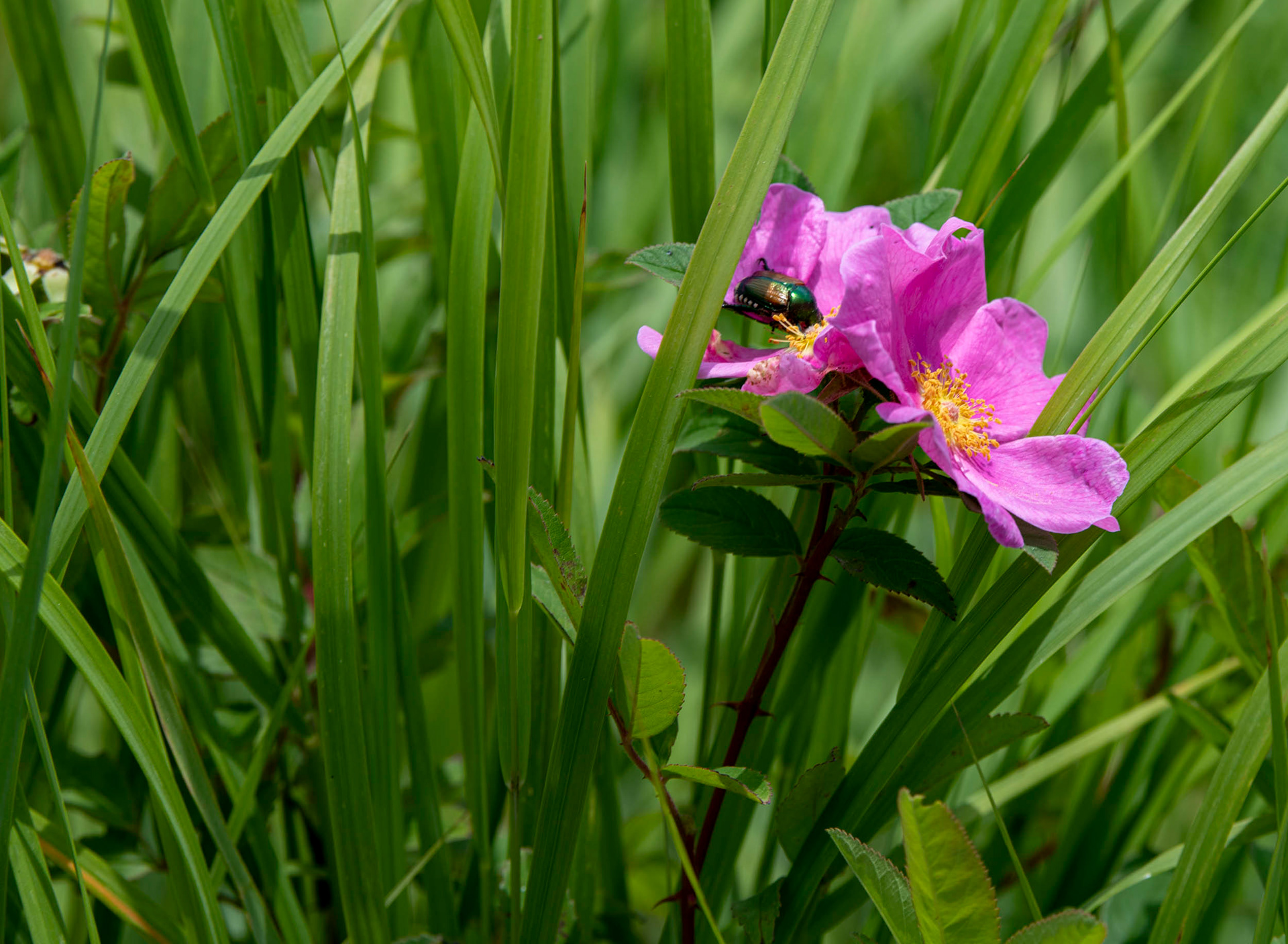Presque Isle State Park in Erie, Pennsylvania