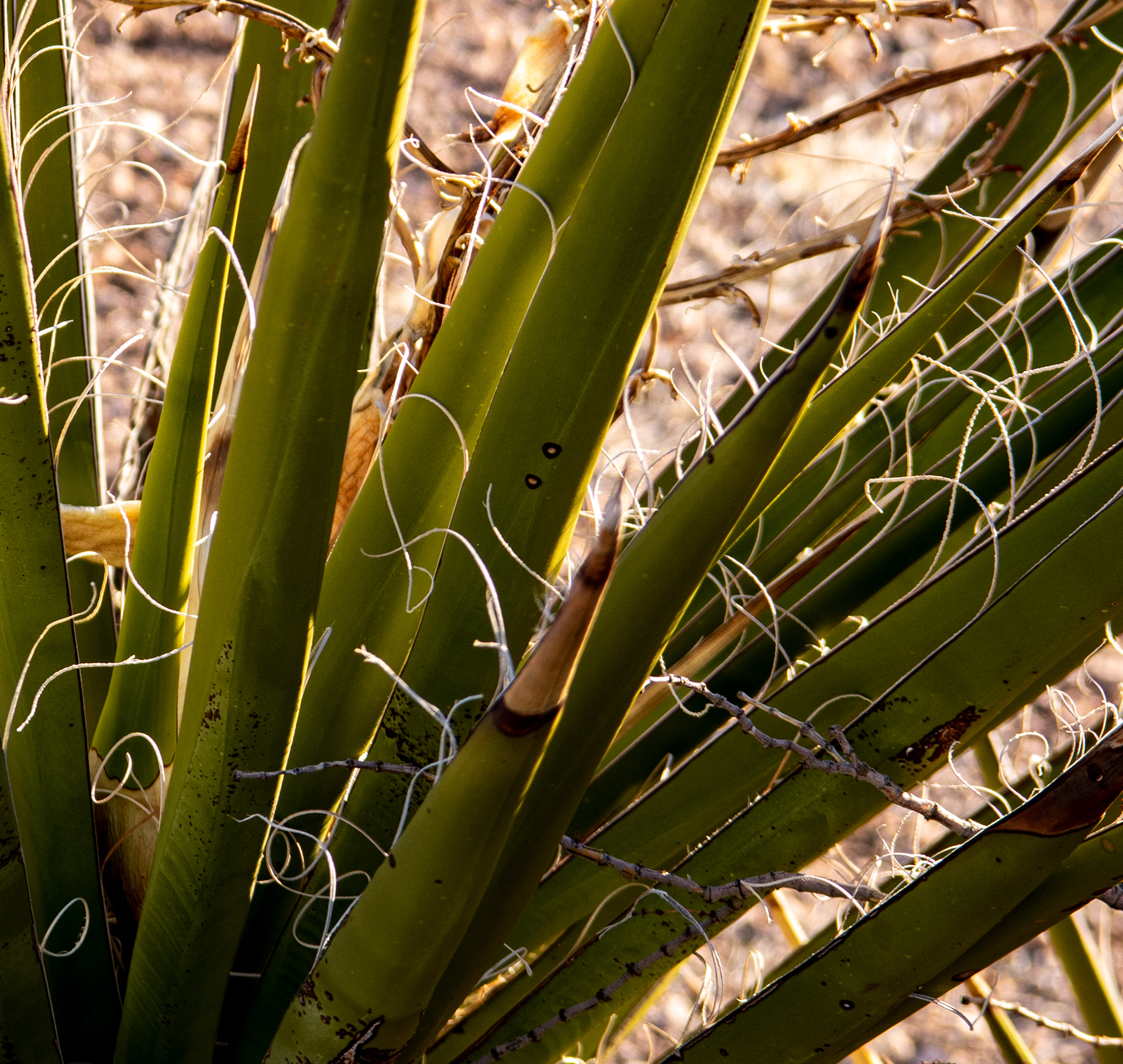 Red Rock Canyon in Las Vegas, Nevada