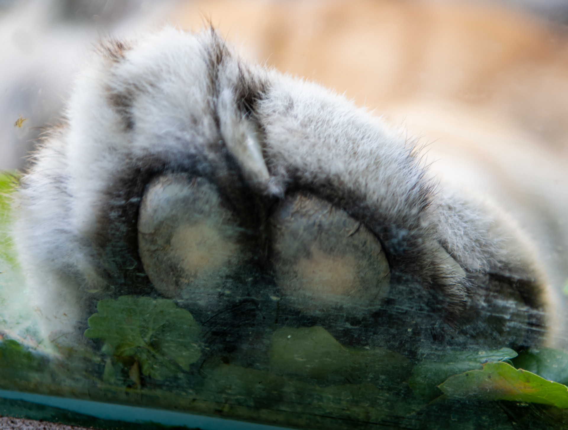 Erie Zoo in Erie, Pennsylvania