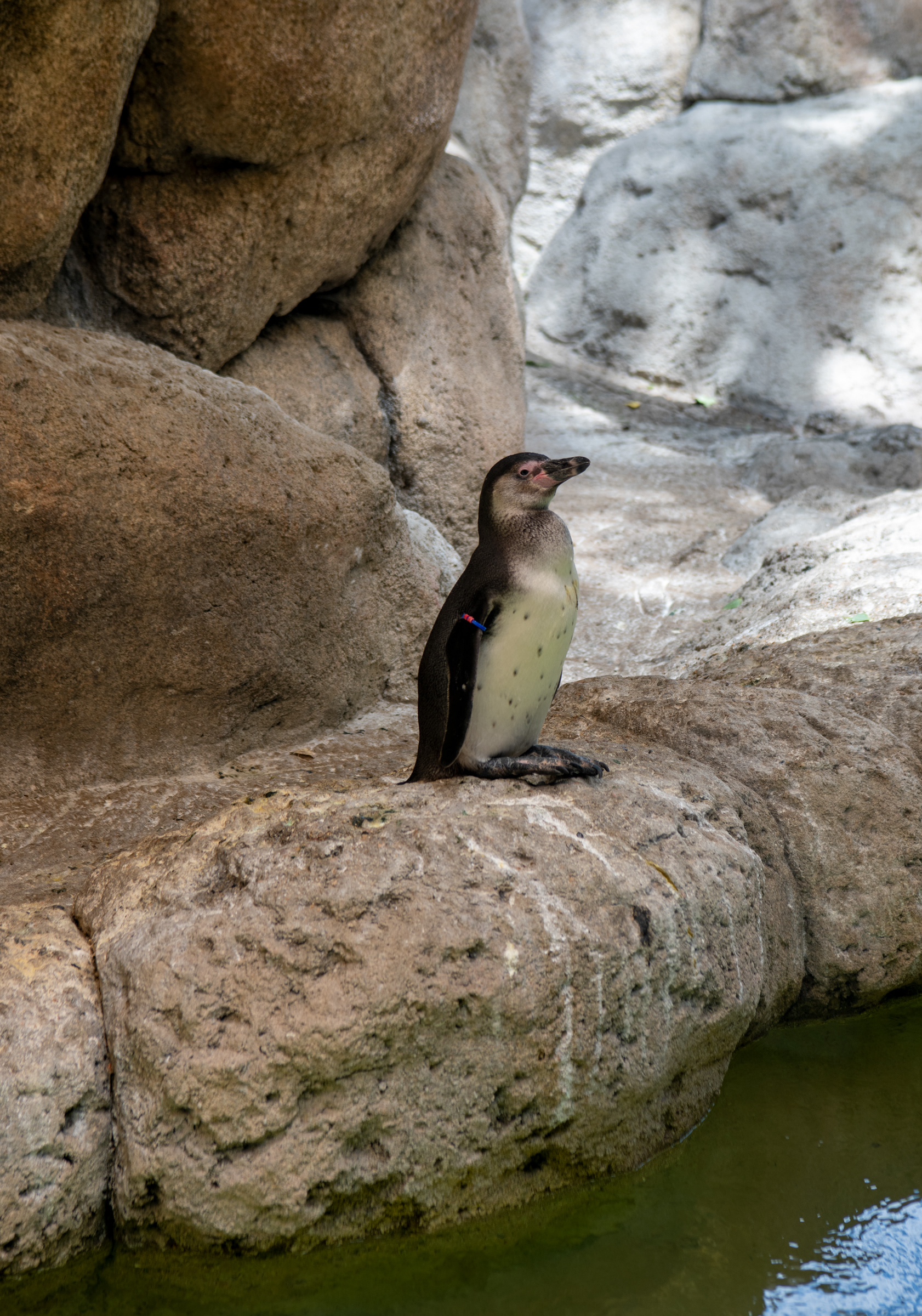 Denver Zoo in Denver, Colorado