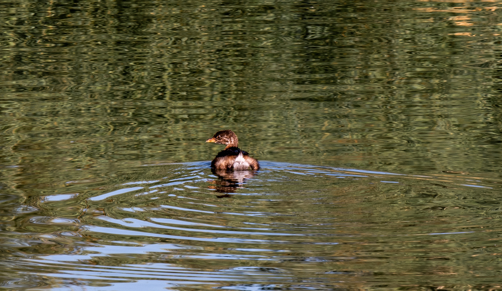Bird Watching Preserve in Las Vegas, Nevada