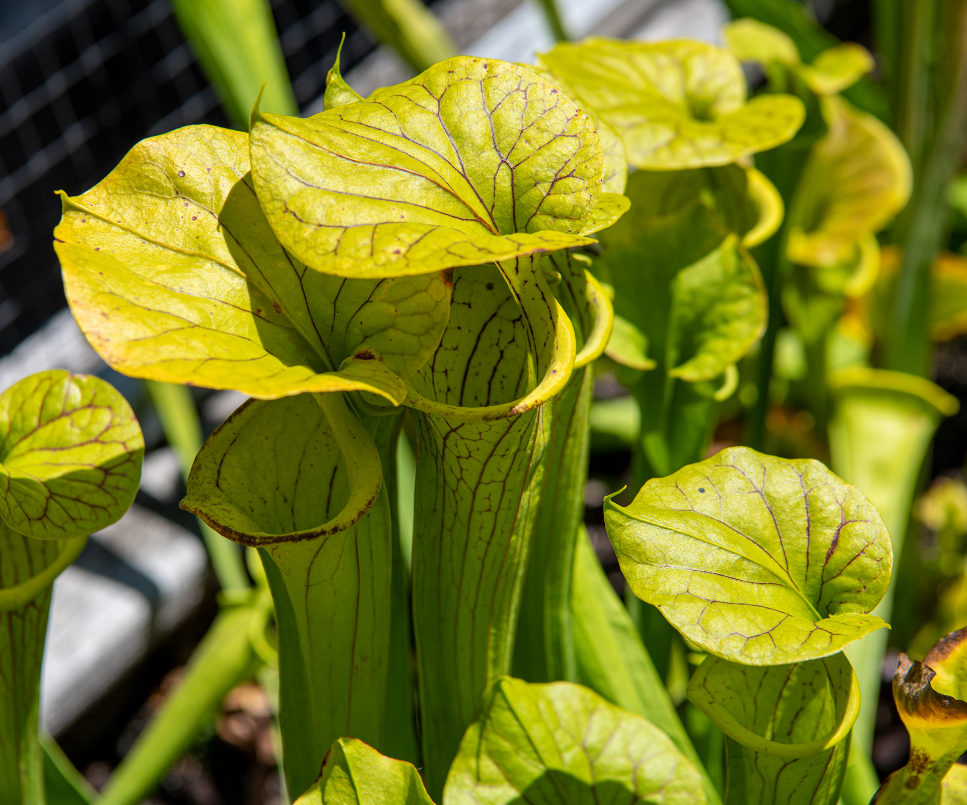 Erie Zoo in Erie, Pennsylvania