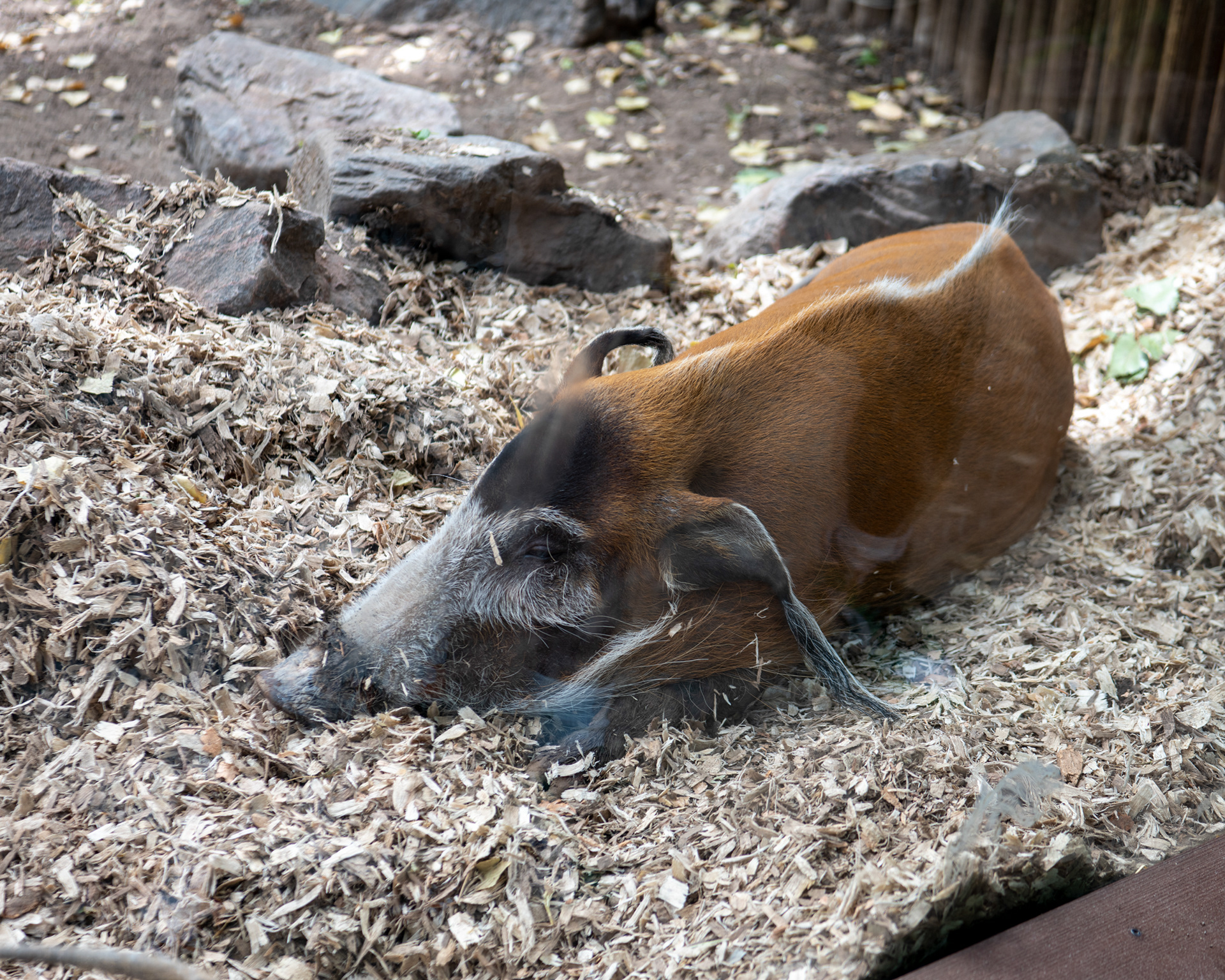 Denver Zoo in Denver, Colorado