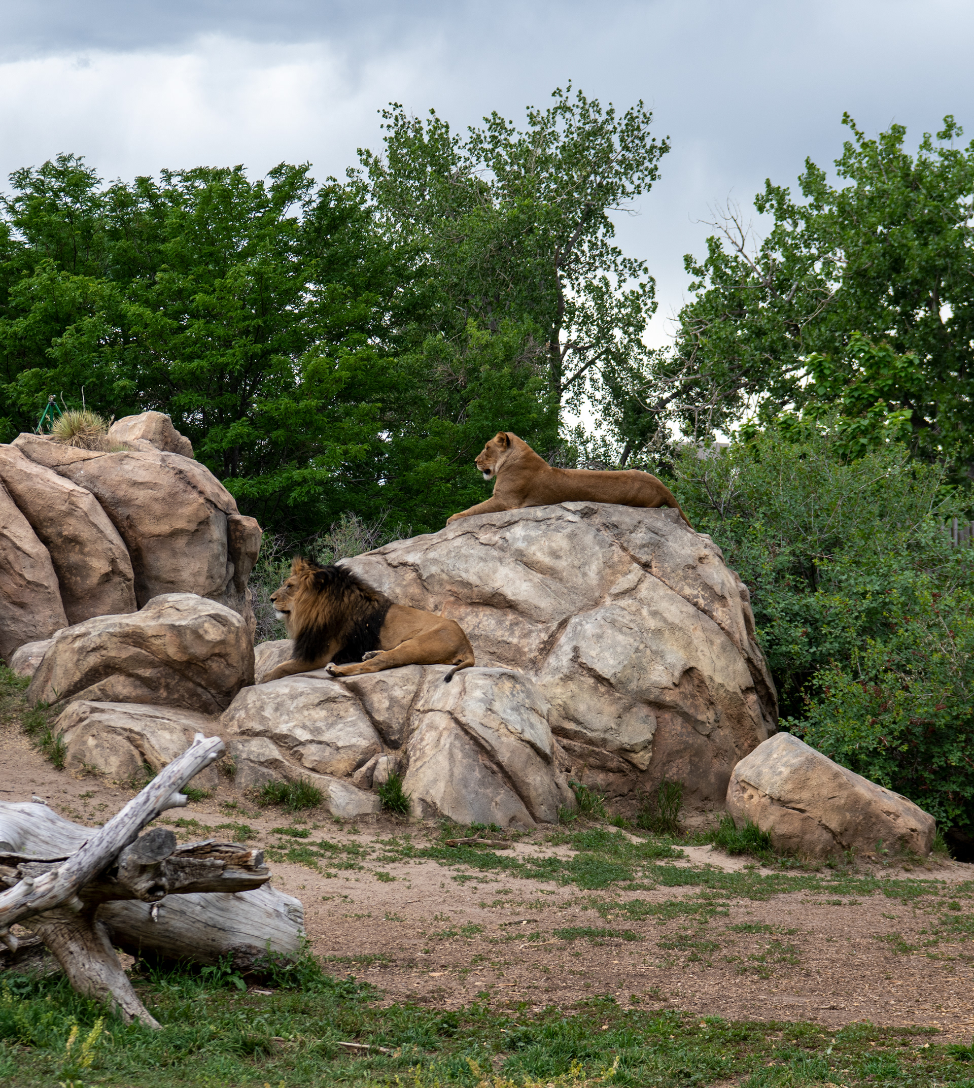 Denver Zoo in Denver, Colorado