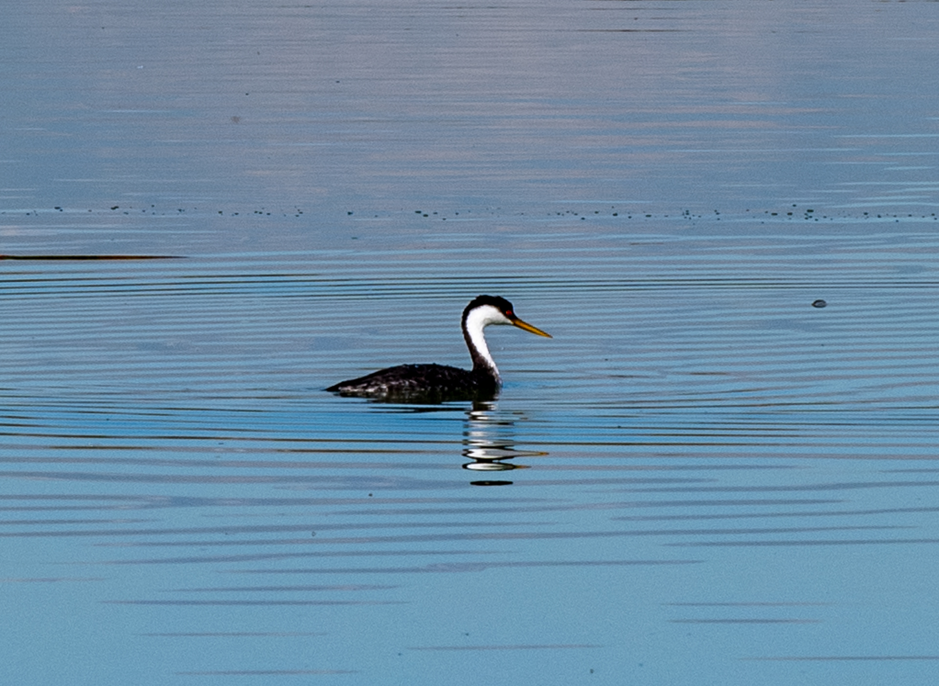 Bird Watching Preserve in Las Vegas, Nevada