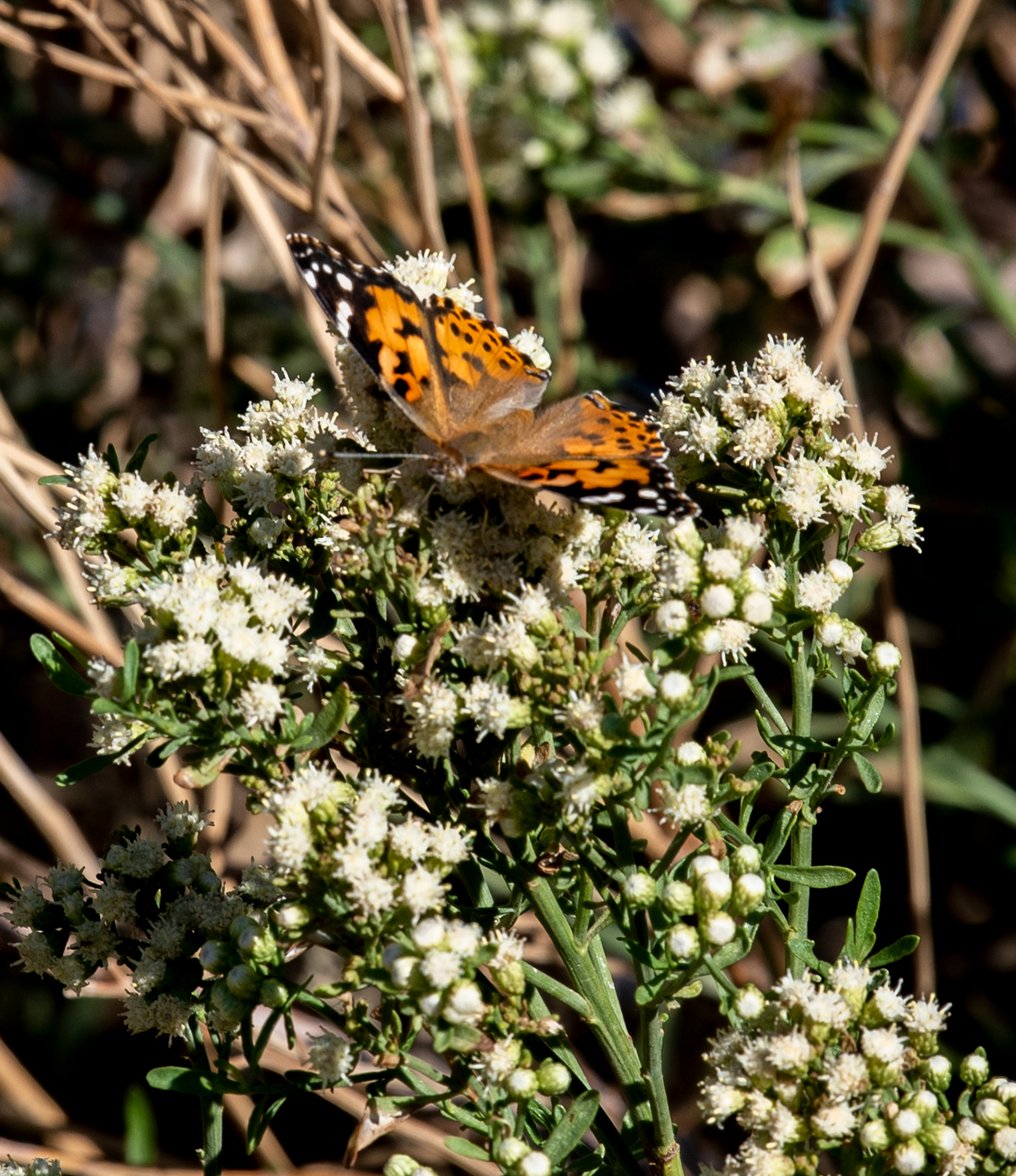 Bird Watching Preserve in Las Vegas, Nevada
