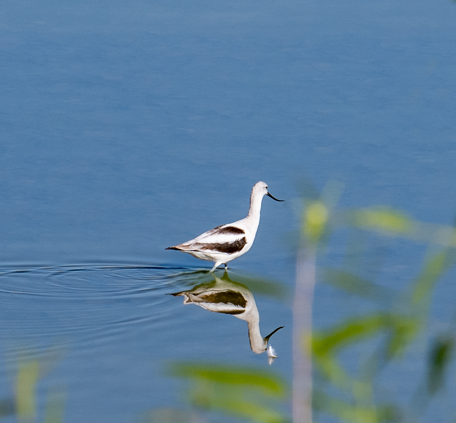 Bird Watching Preserve in Las Vegas, Nevada