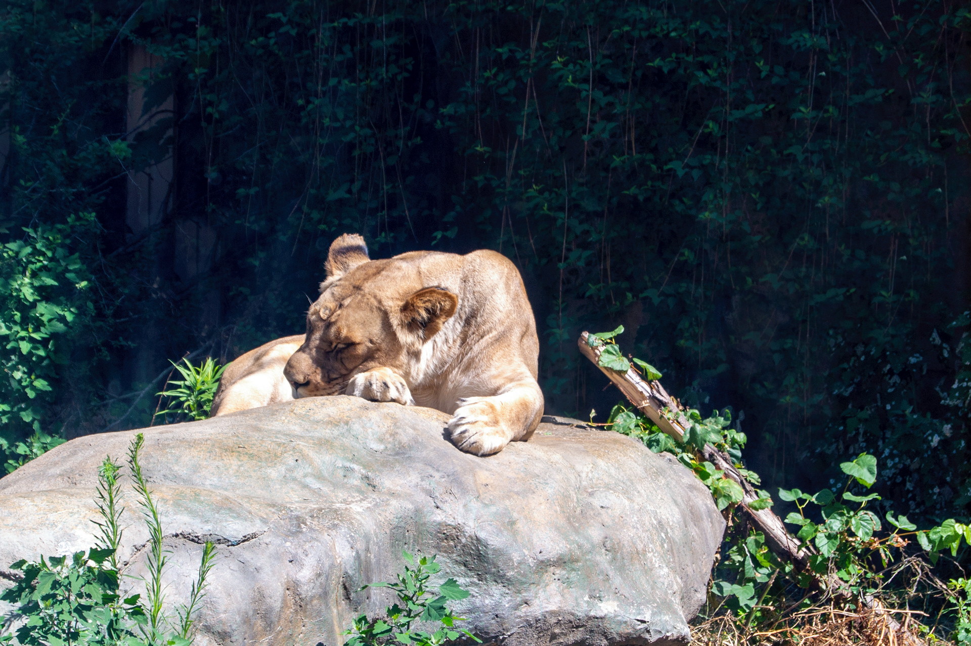 Erie Zoo in Erie, Pennsylvania