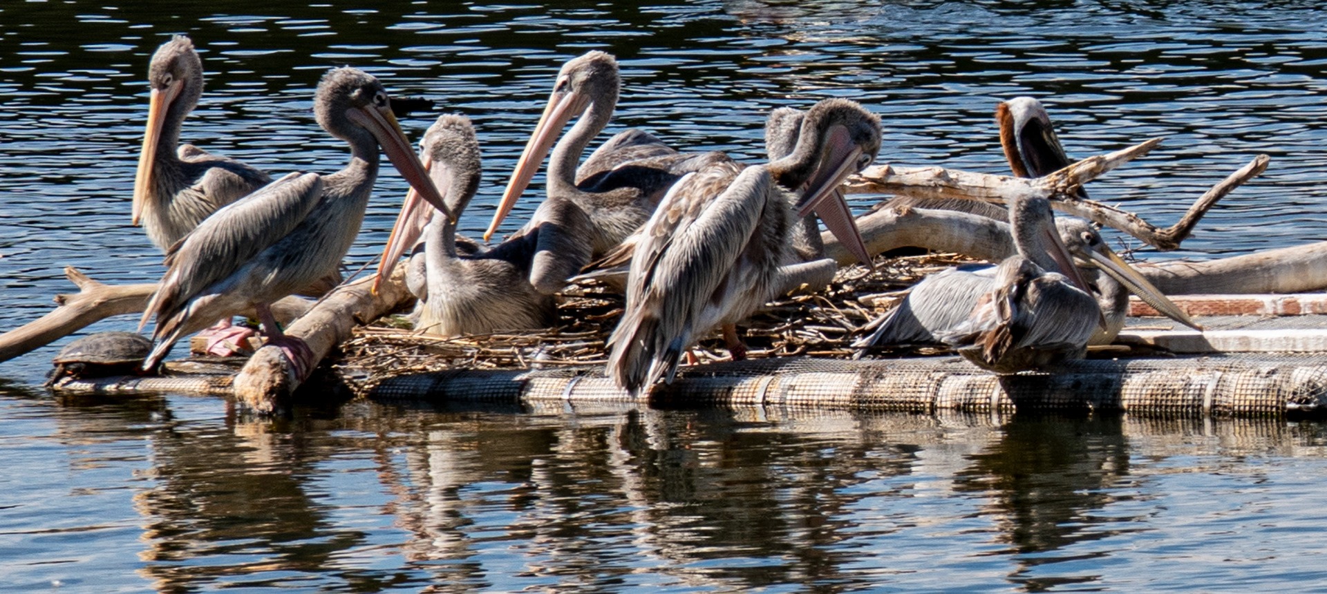 Phoenix Zoo in Phoenix, Arizona