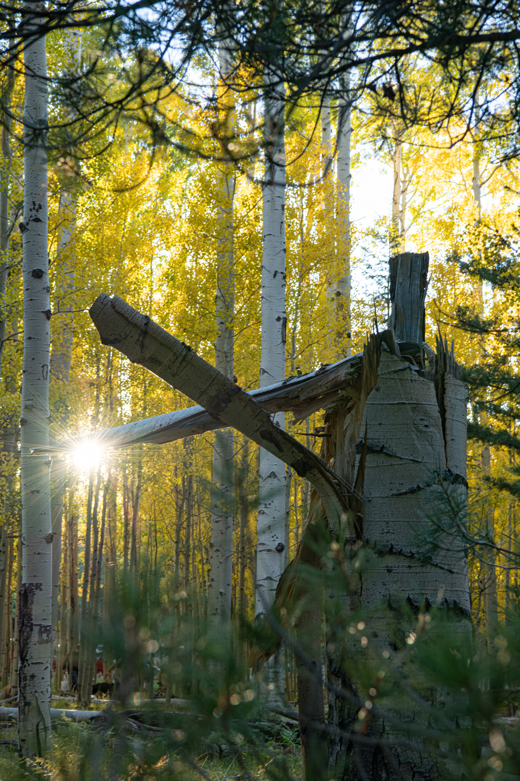  Aspen Corner in Flagstaff, Arizona