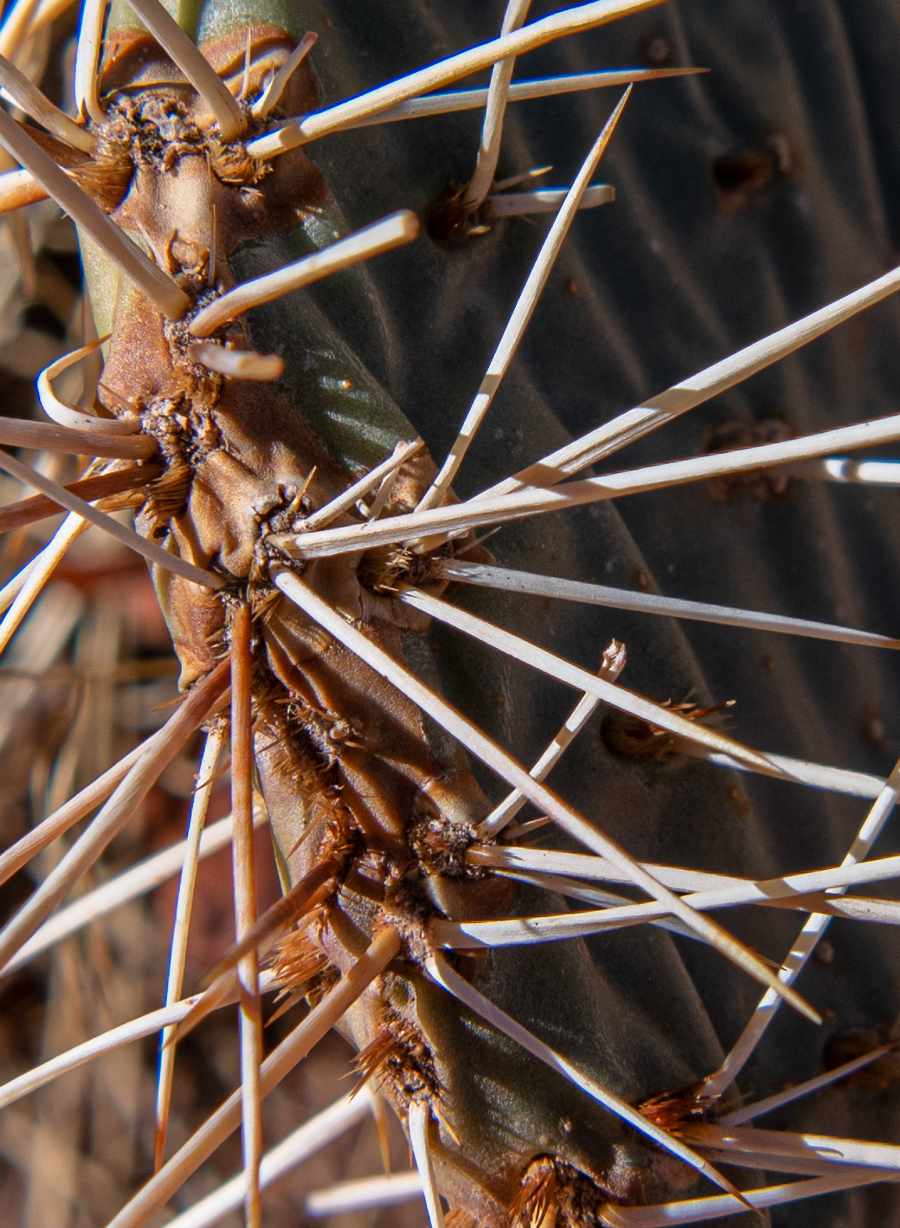 Kolob Canyon in Zion National Park