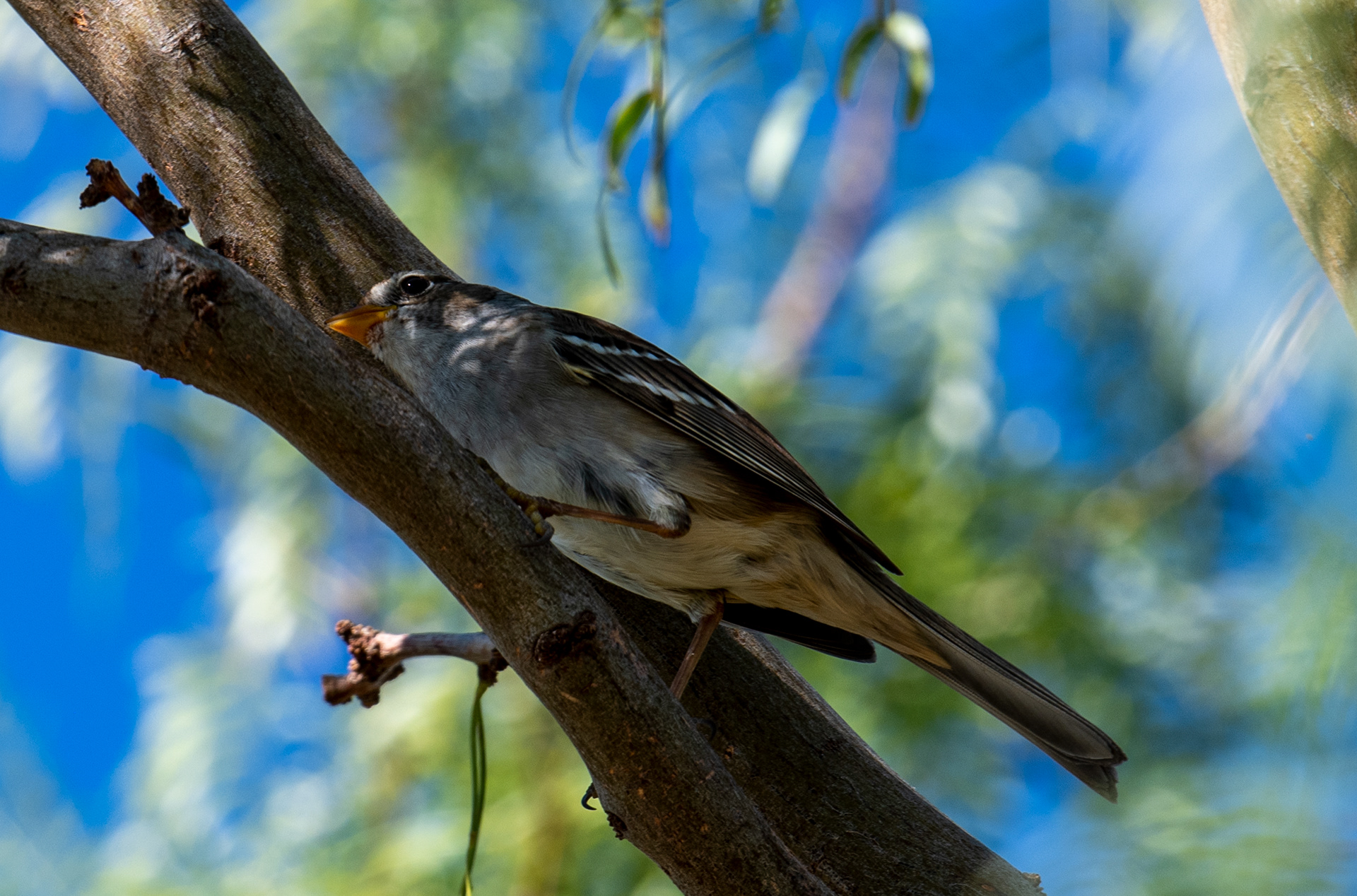 Bird Watching Preserve in Las Vegas, Nevada