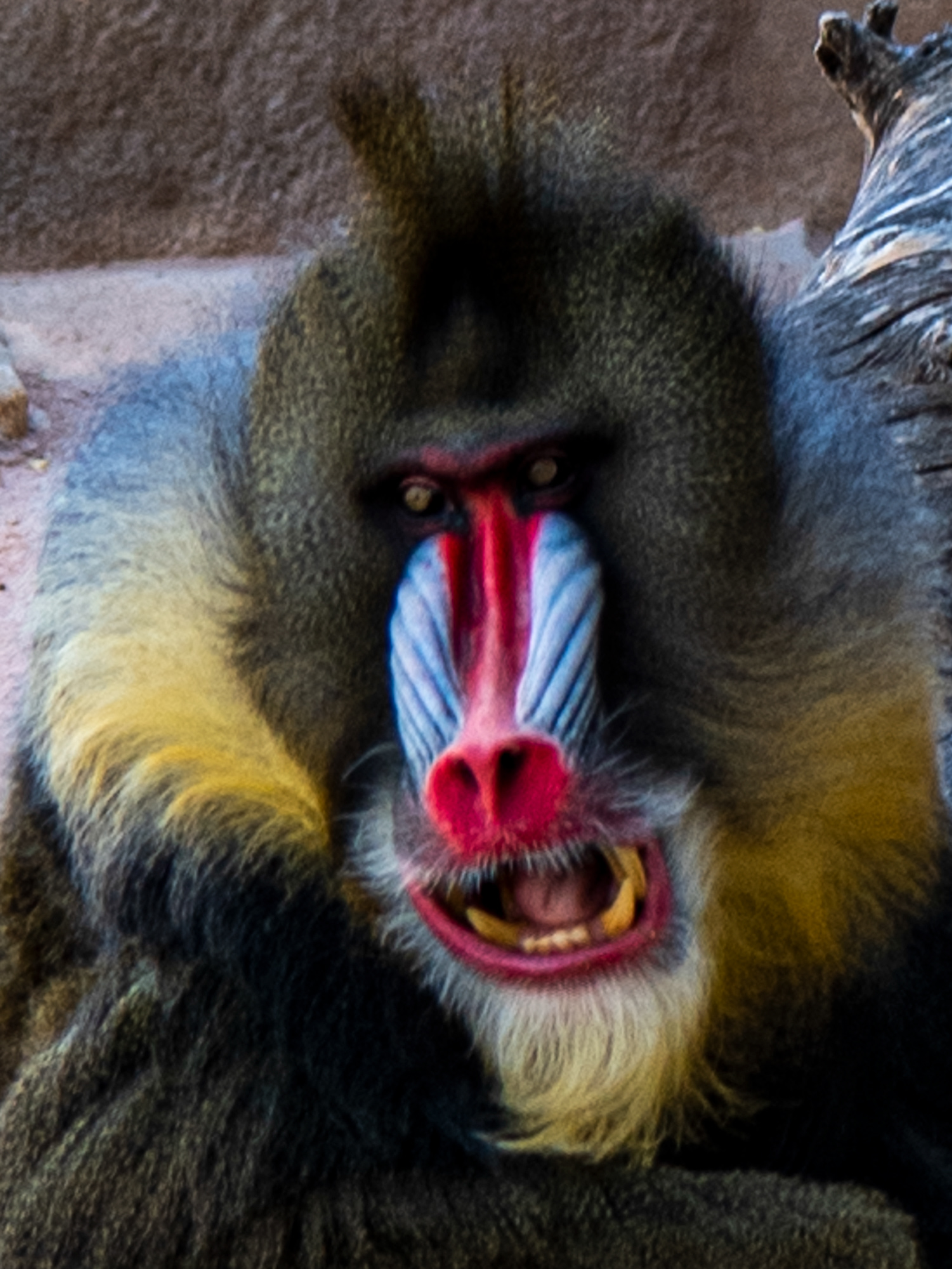 Phoenix Zoo in Phoenix, Arizona