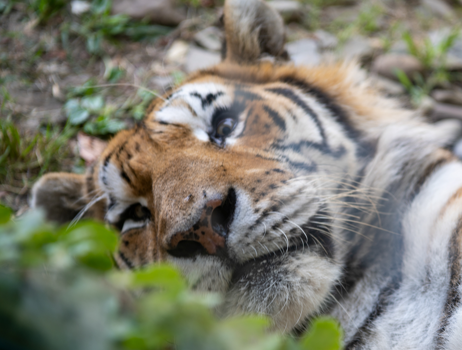 Erie Zoo in Erie, Pennsylvania