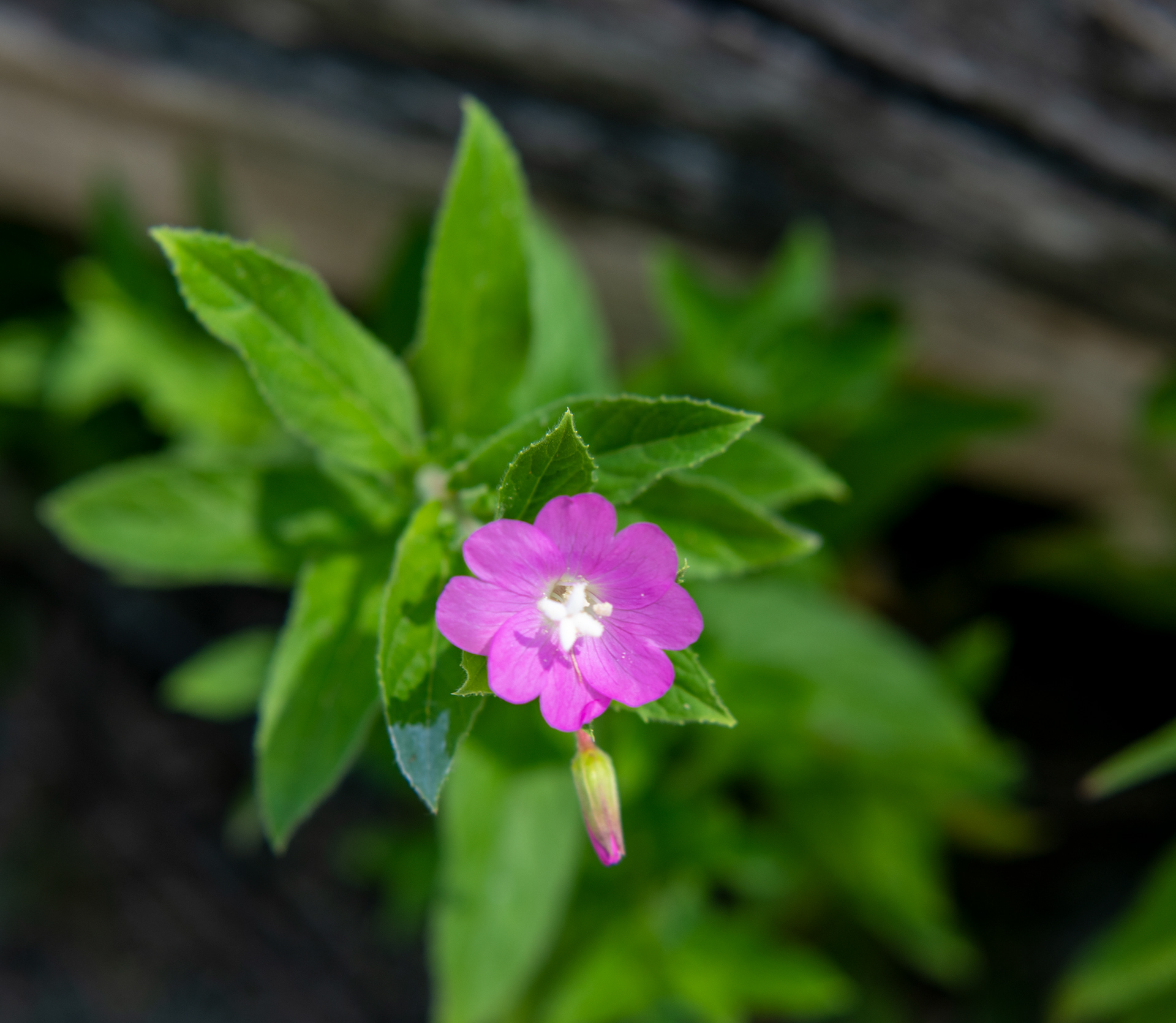  Presque Isle State Park in Erie, Pennsylvania