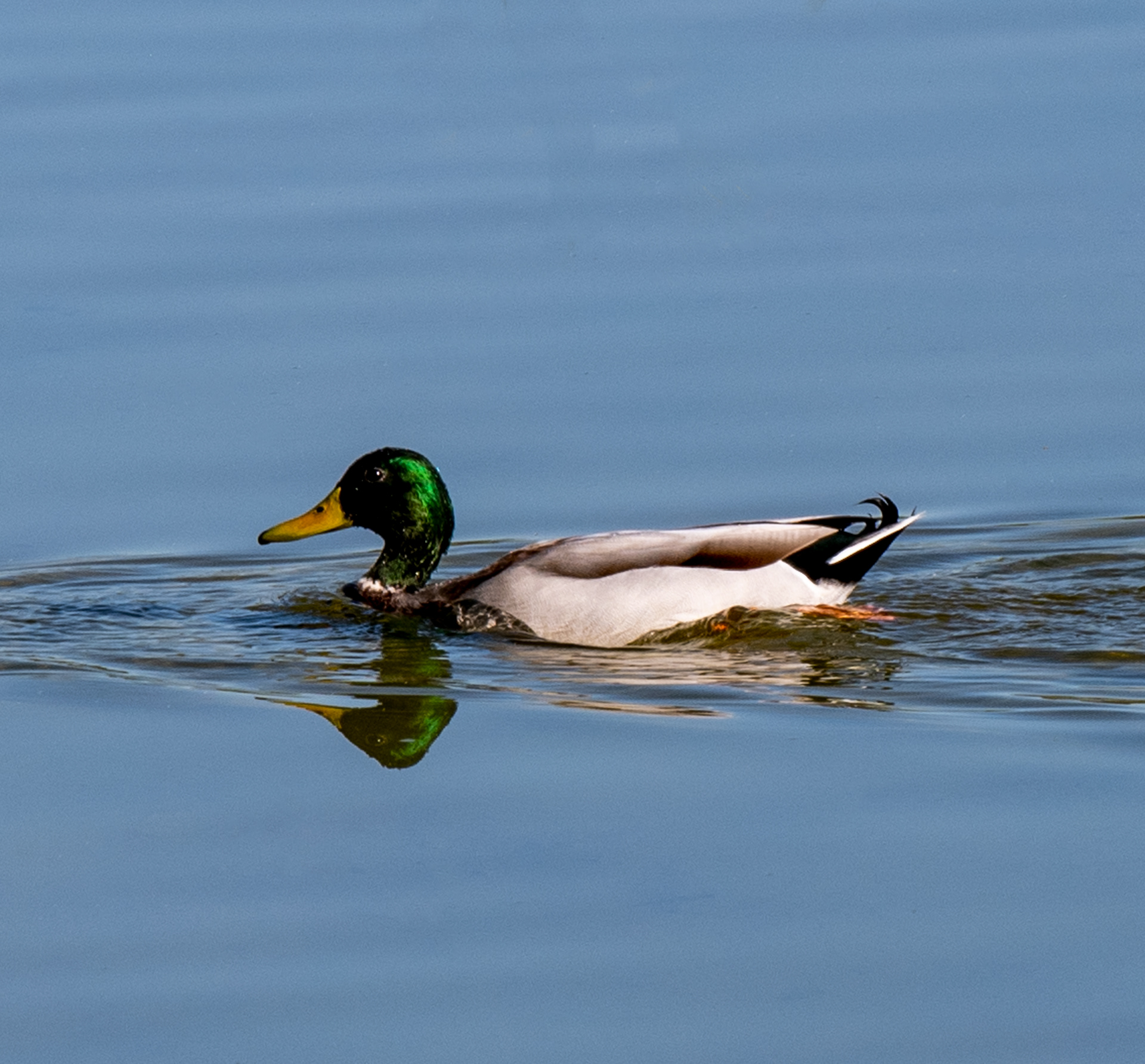 Bird Watching Preserve in Las Vegas, Nevada