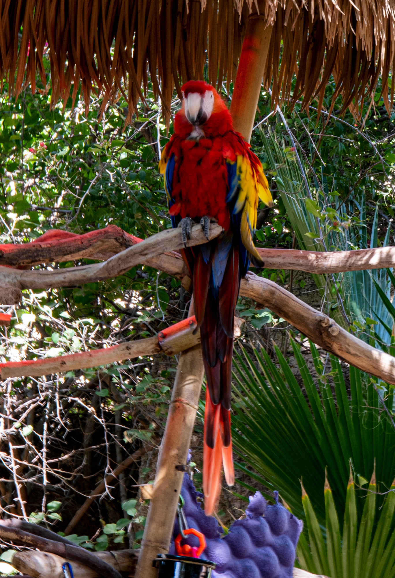 Phoenix Zoo in Phoenix, Arizona