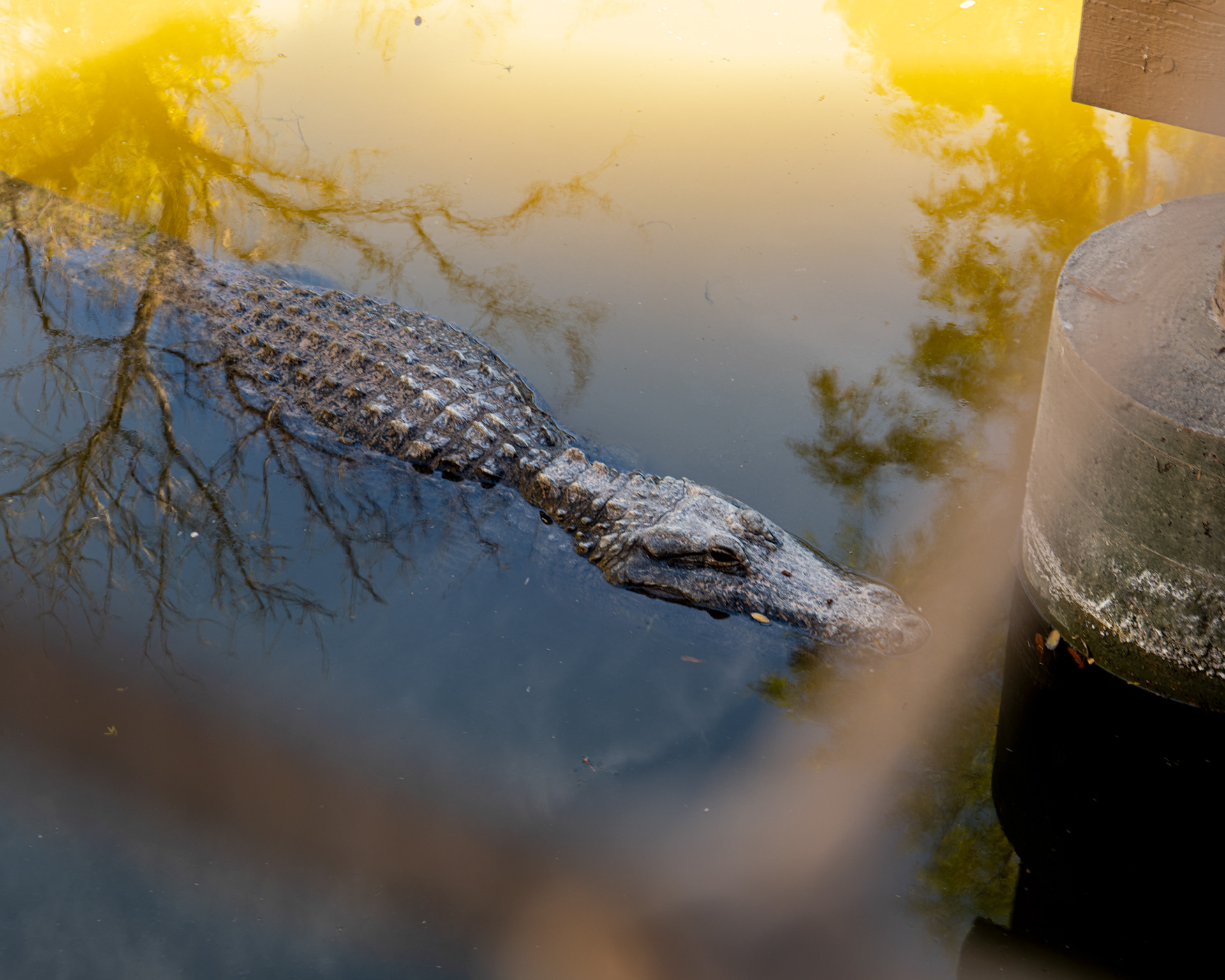 Phoenix Zoo in Phoenix, Arizona