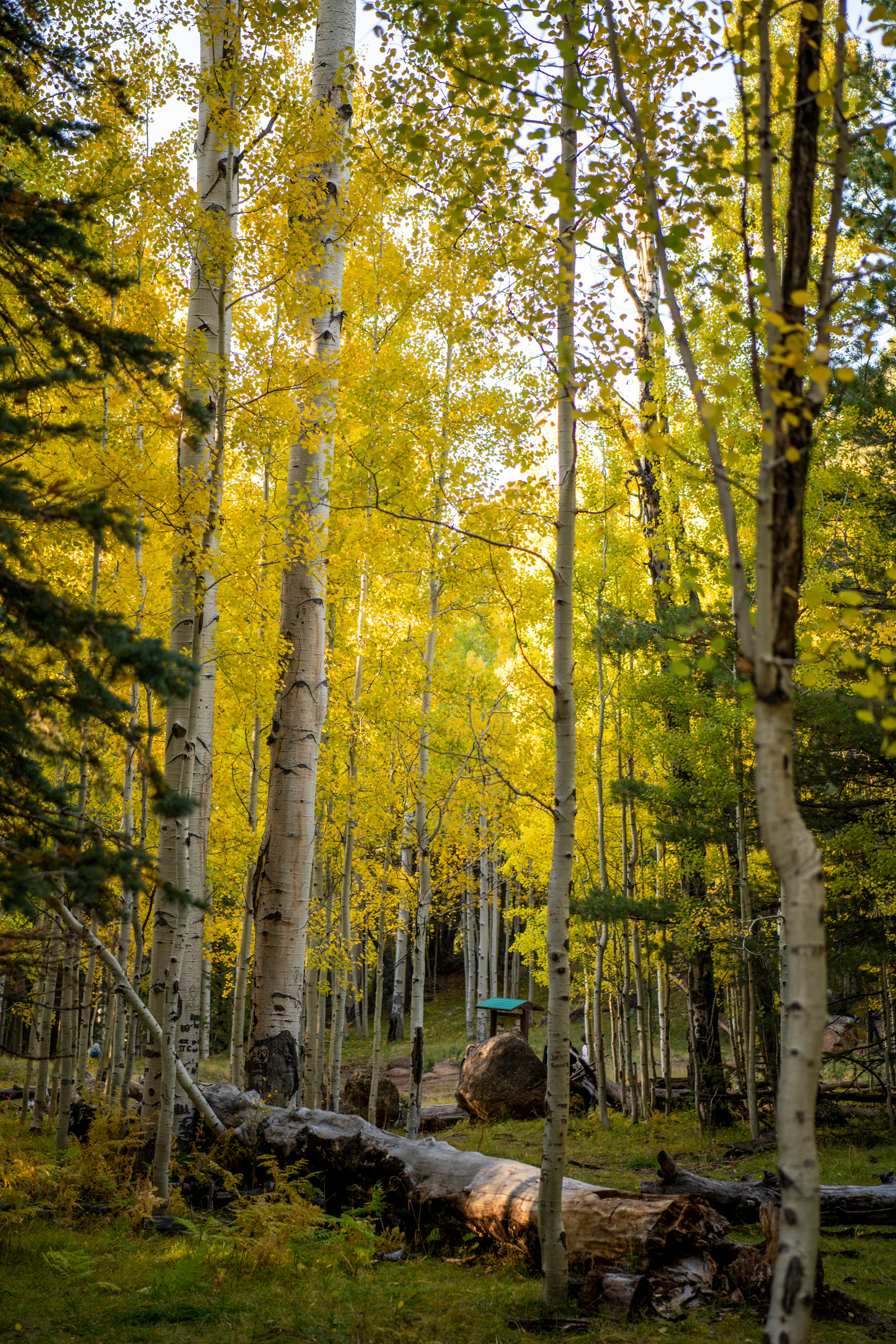  Aspen Corner in Flagstaff, Arizona
