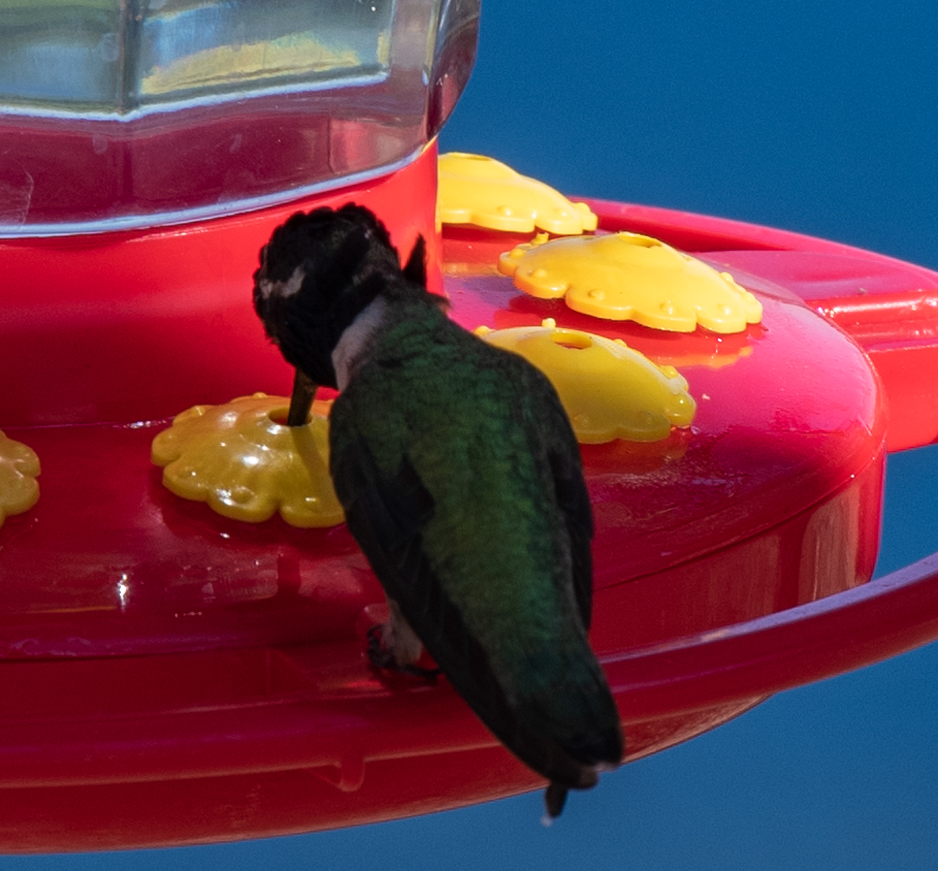 Bird Watching Preserve in Las Vegas, Nevada