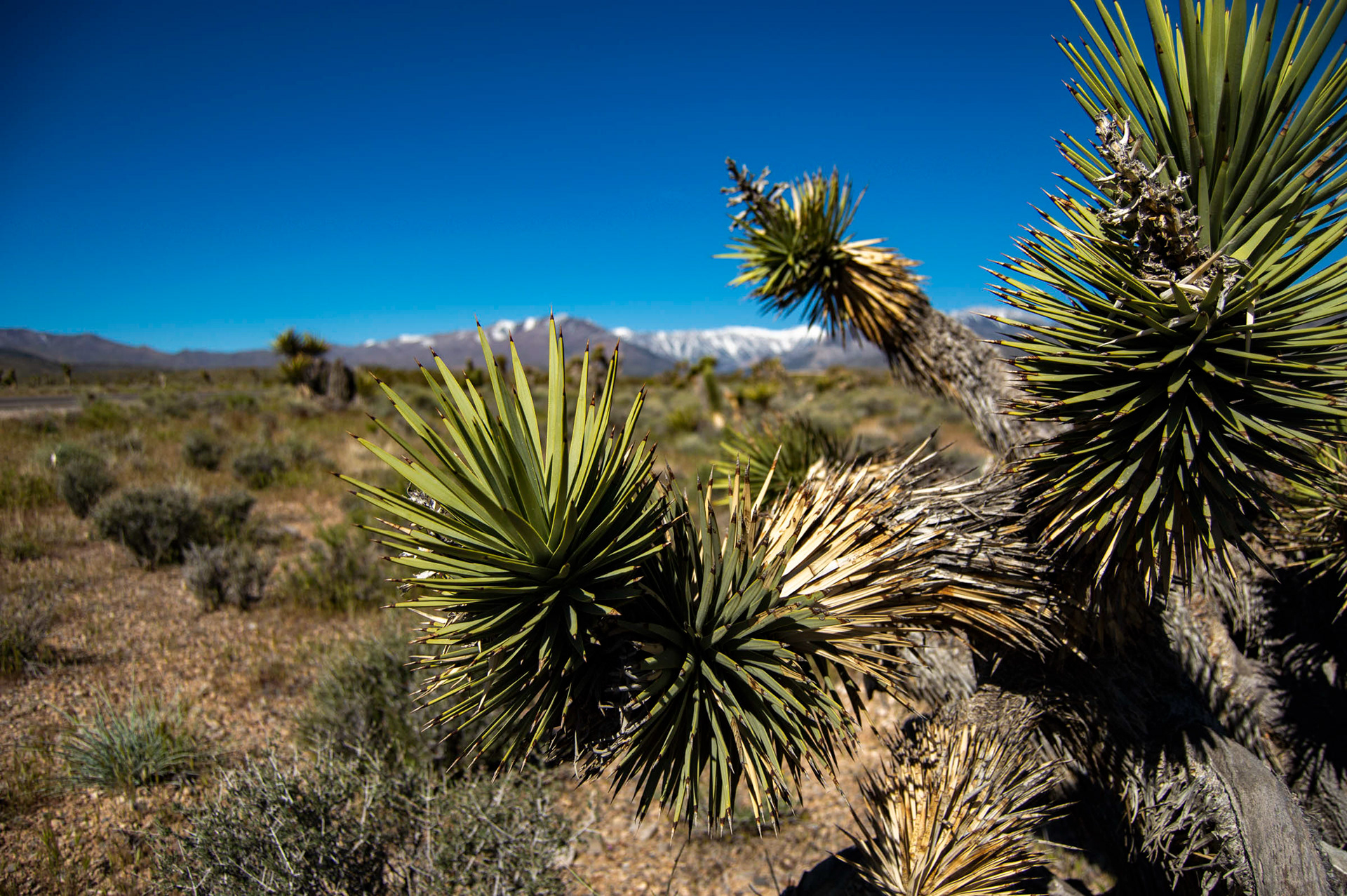 Mt. Charleston in Las Vegas, Nevada