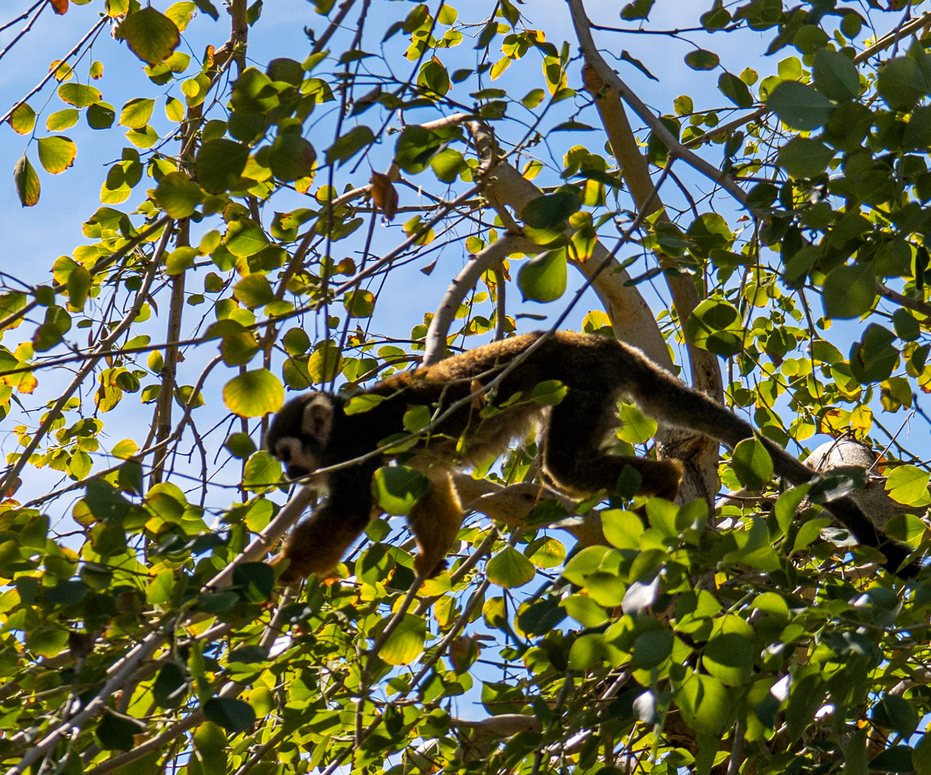Phoenix Zoo in Phoenix, Arizona