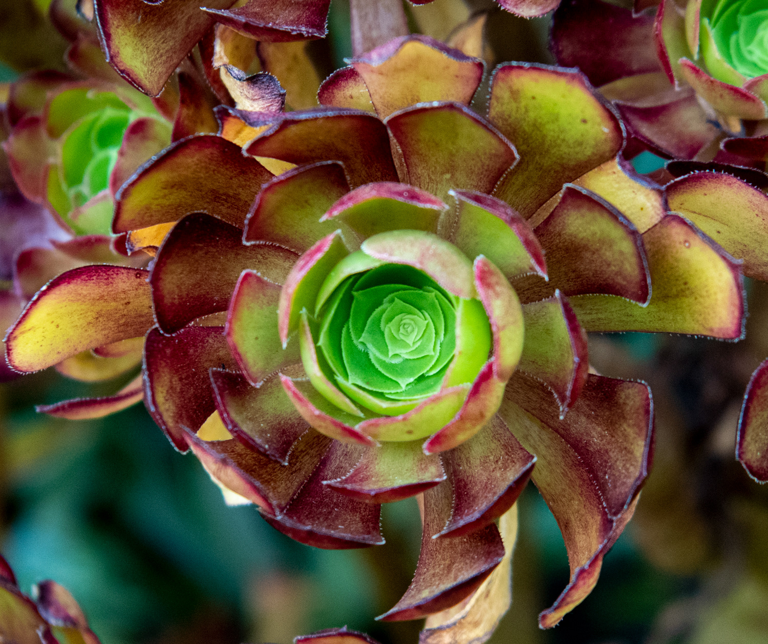 The Bellagio in Las Vegas on May 2023