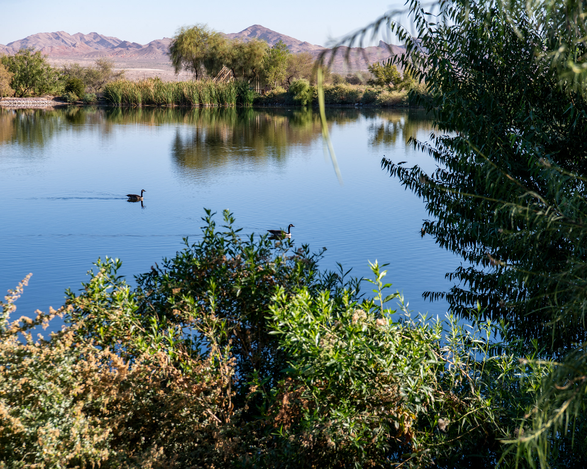 Bird Watching Preserve in Las Vegas, Nevada
