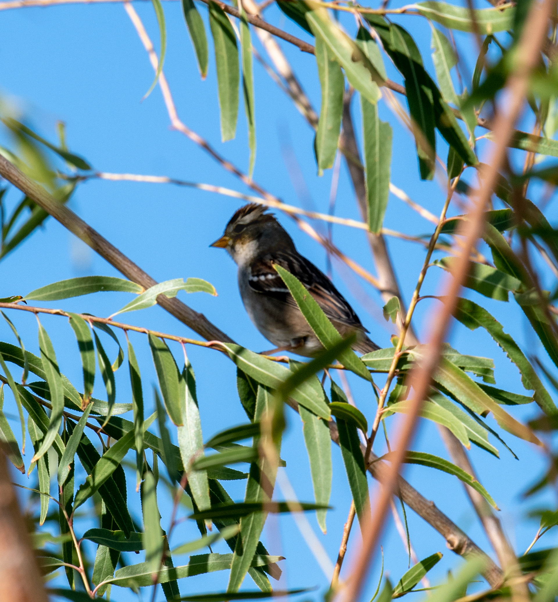 Bird Watching Preserve in Las Vegas, Nevada