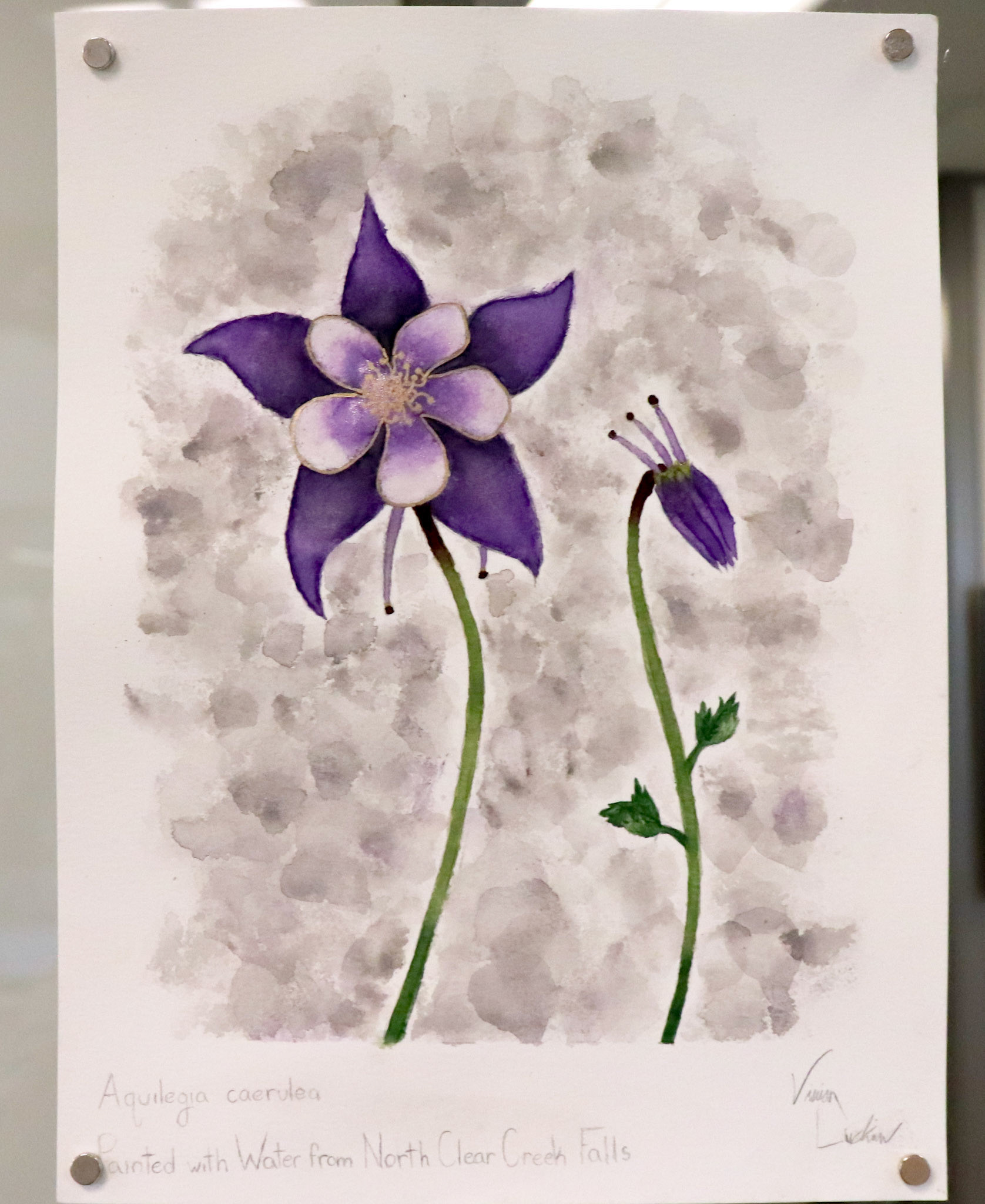 Painted with water gathered from North Clear Creek Falls.