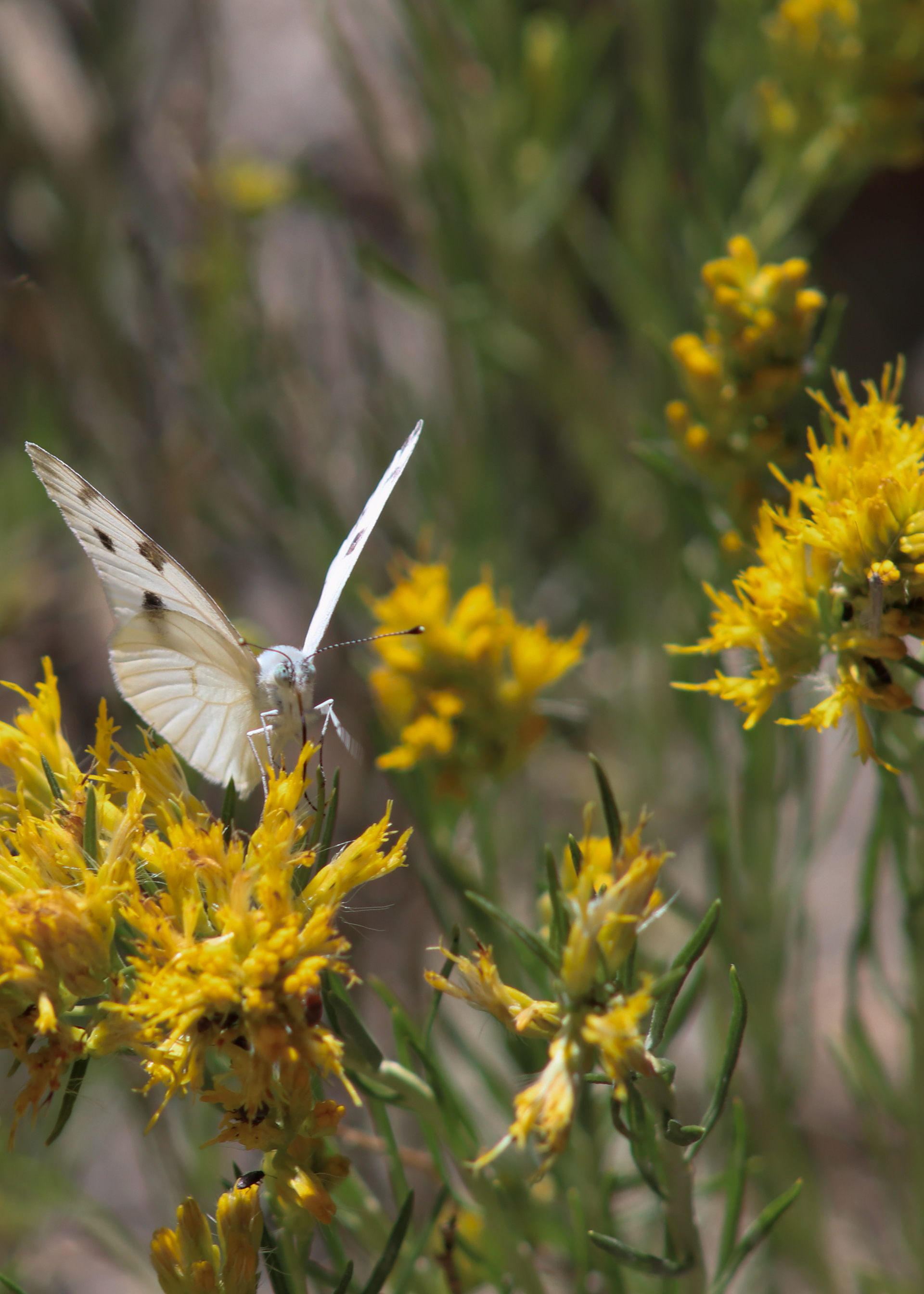 Off of Saguache Creek, CO, USA.