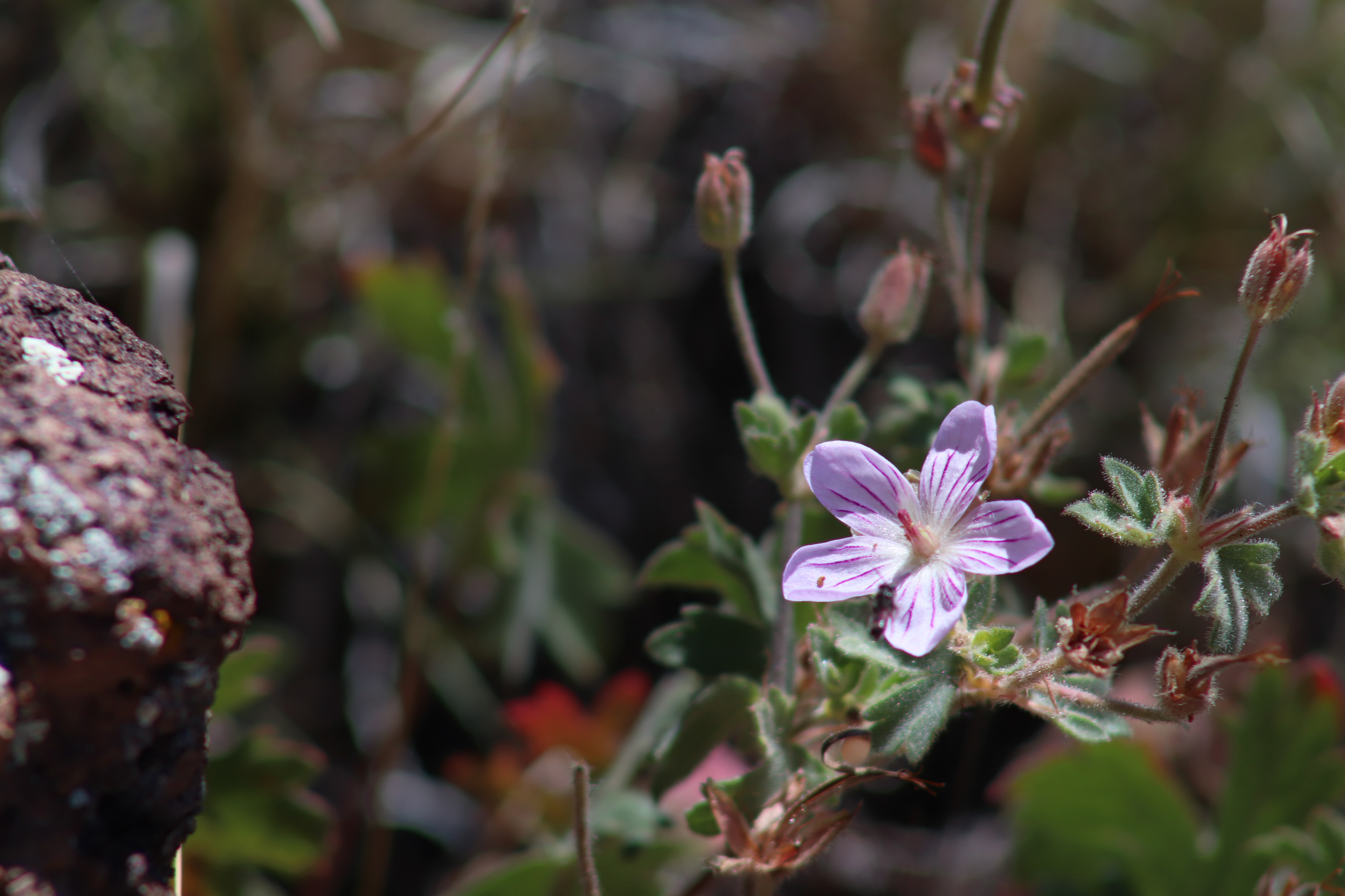 Top of Hat Mountain, CO, USA.