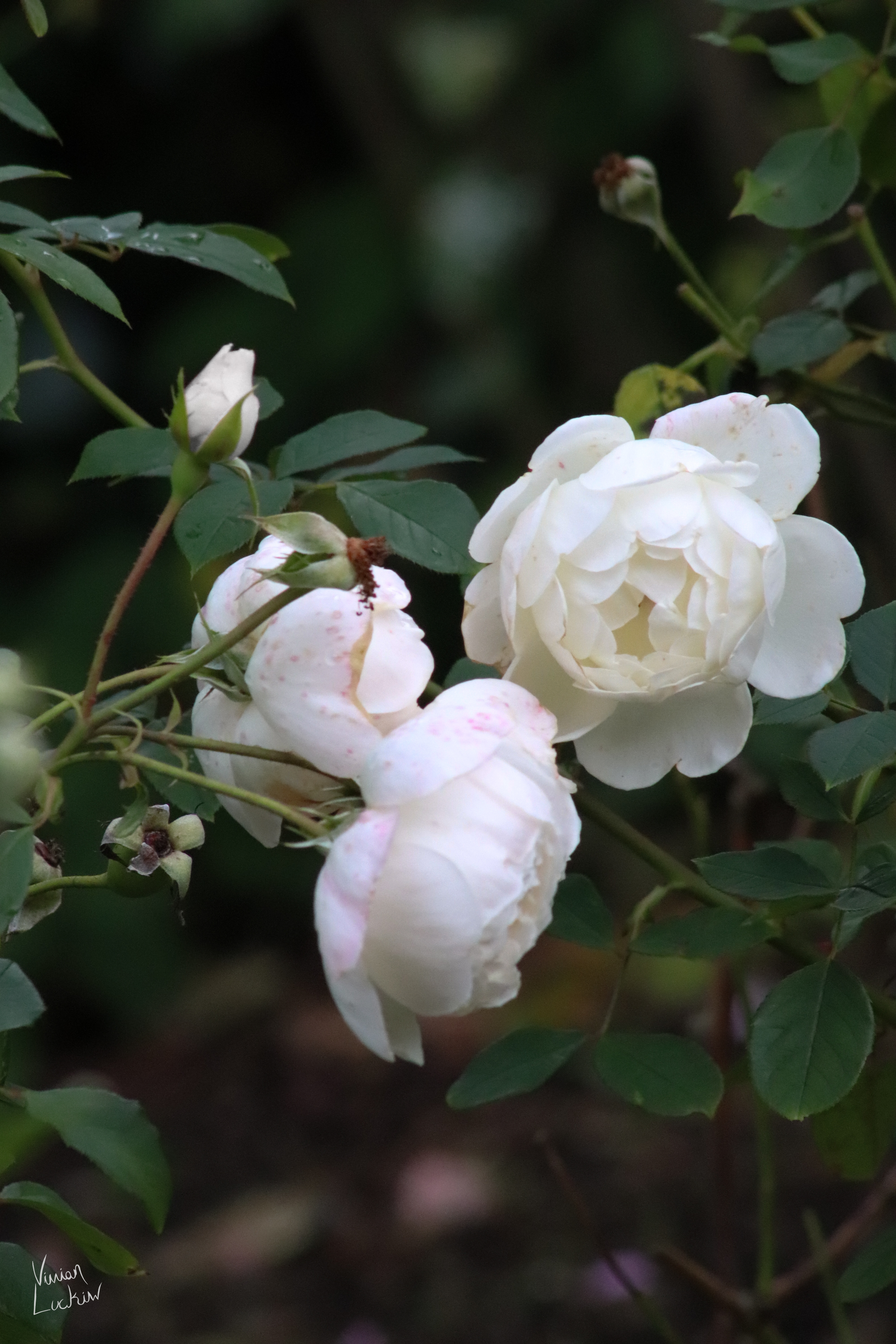 White roses, Queen Mary's Garden, London.