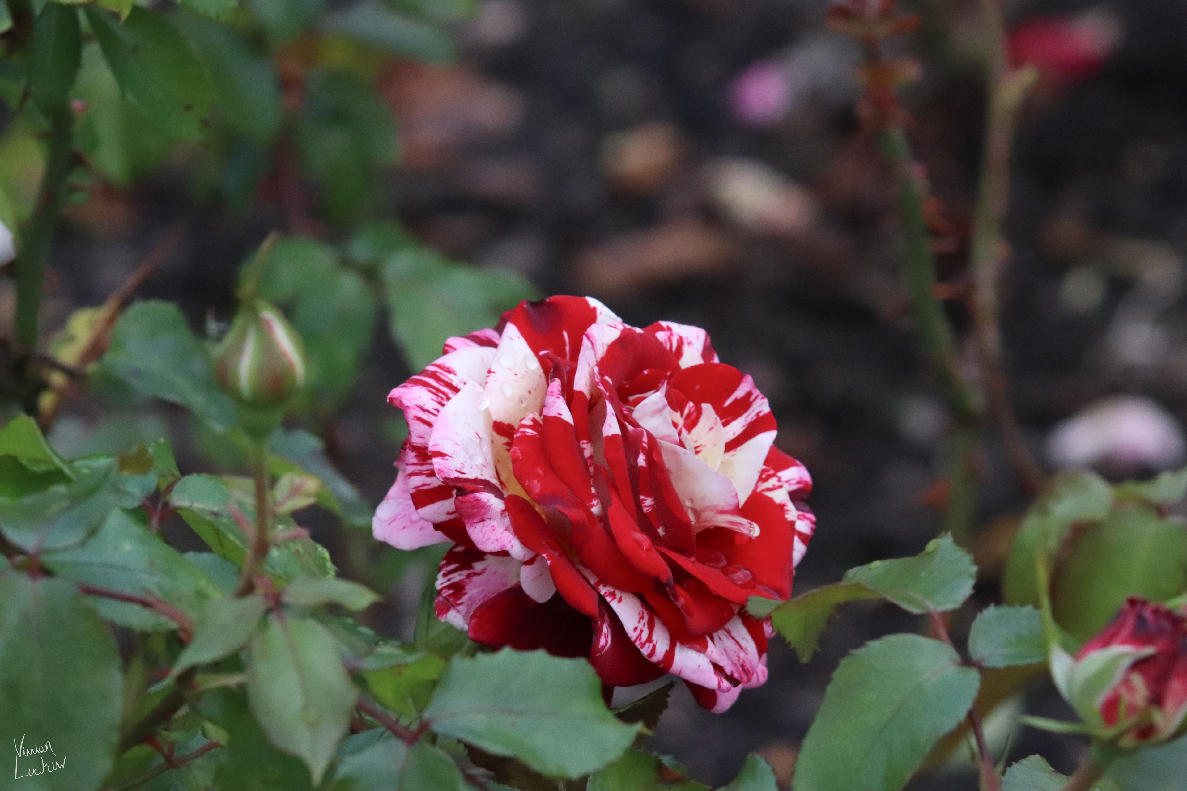 Red & white rose, Queen Mary's Garden, London.