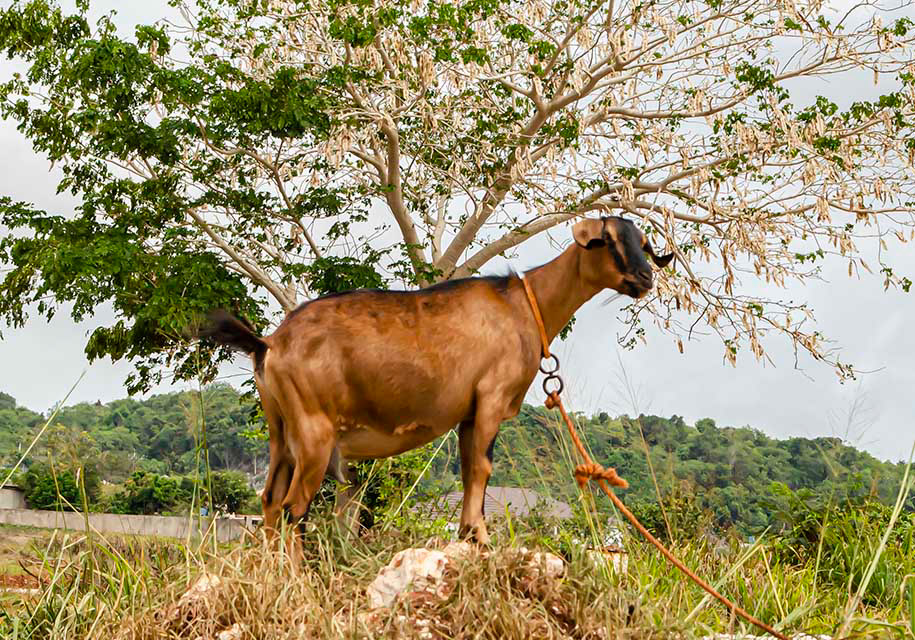 Goat standing on rock linked to animal types